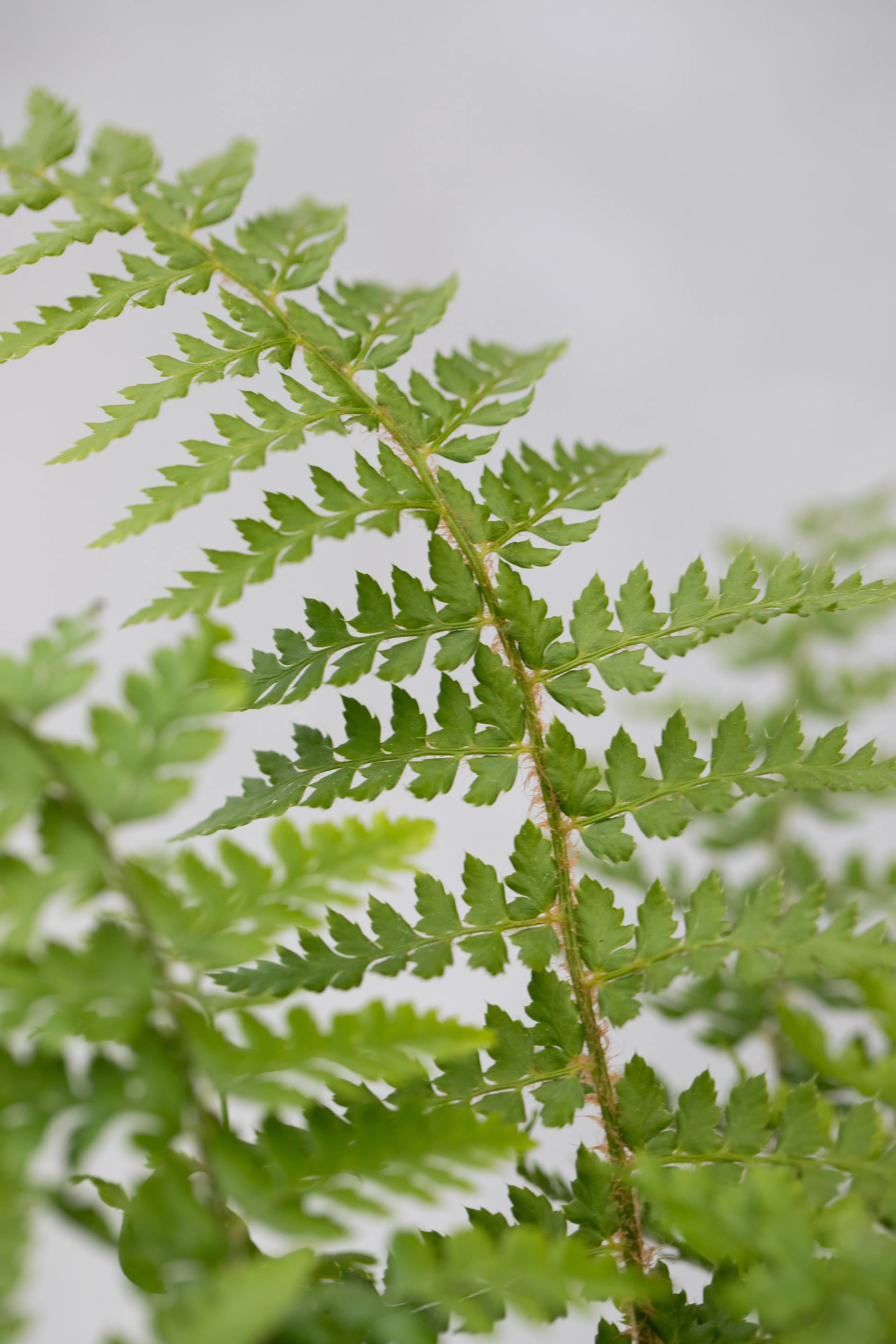 Polystichum setiferum