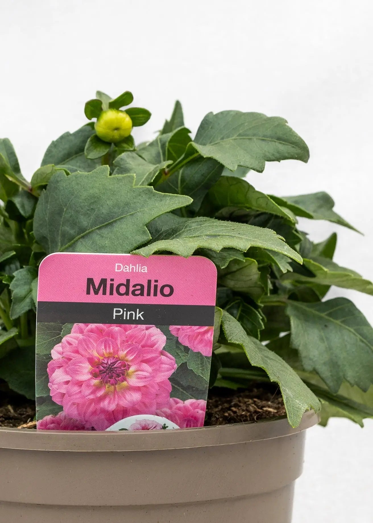Dahlia 'Midalio Pink'