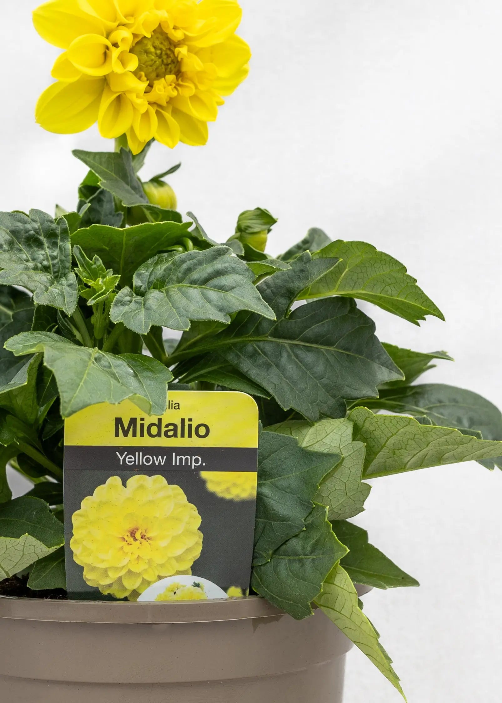 Dahlia 'Midalio Yellow'