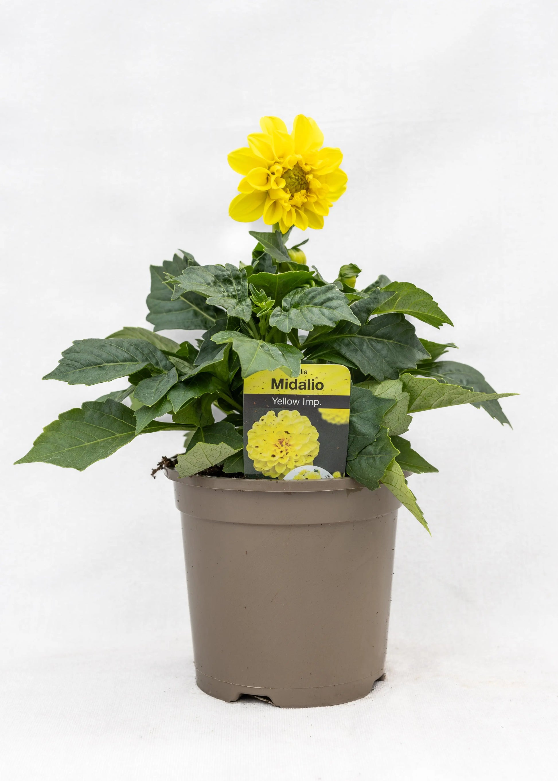 Dahlia 'Midalio Yellow'