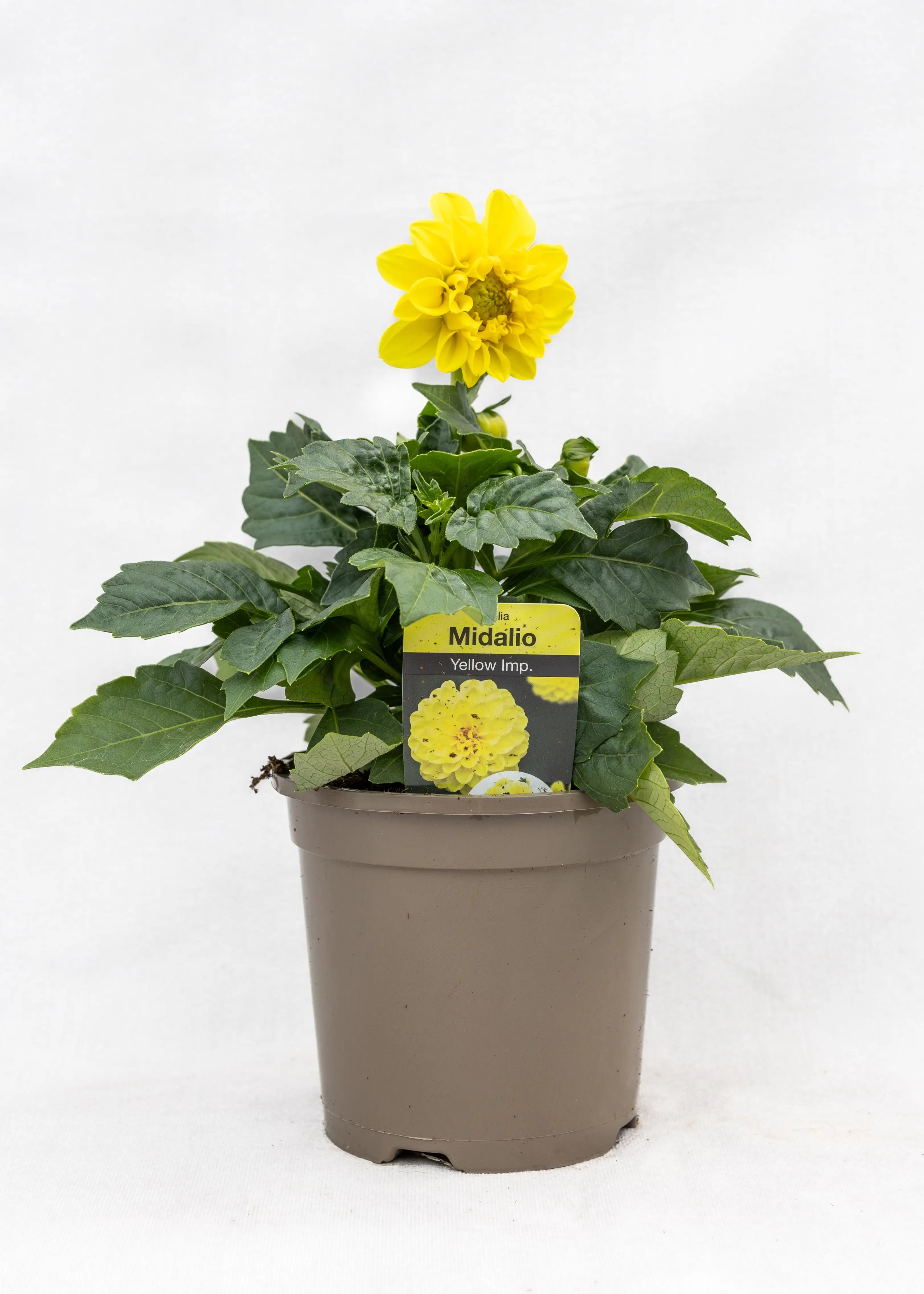 Dahlia 'Midalio Yellow'