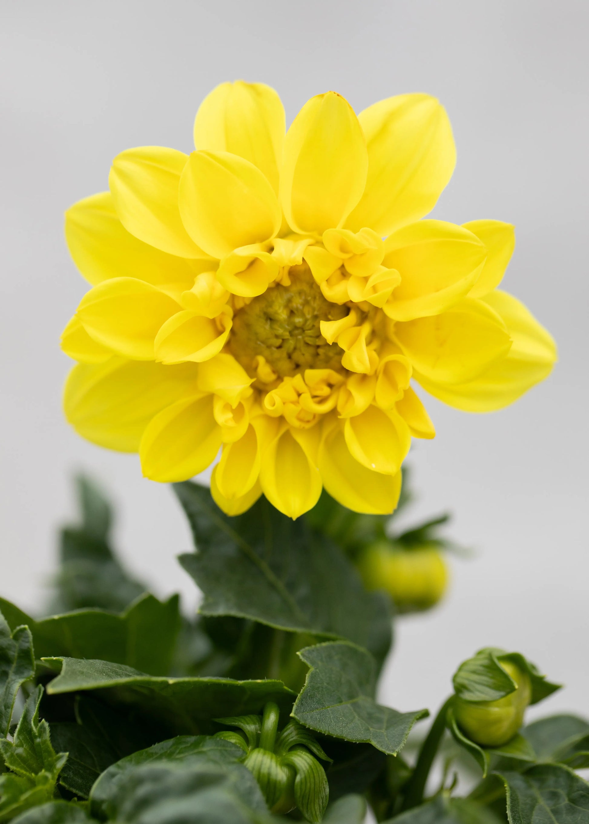 Dahlia 'Midalio Yellow'
