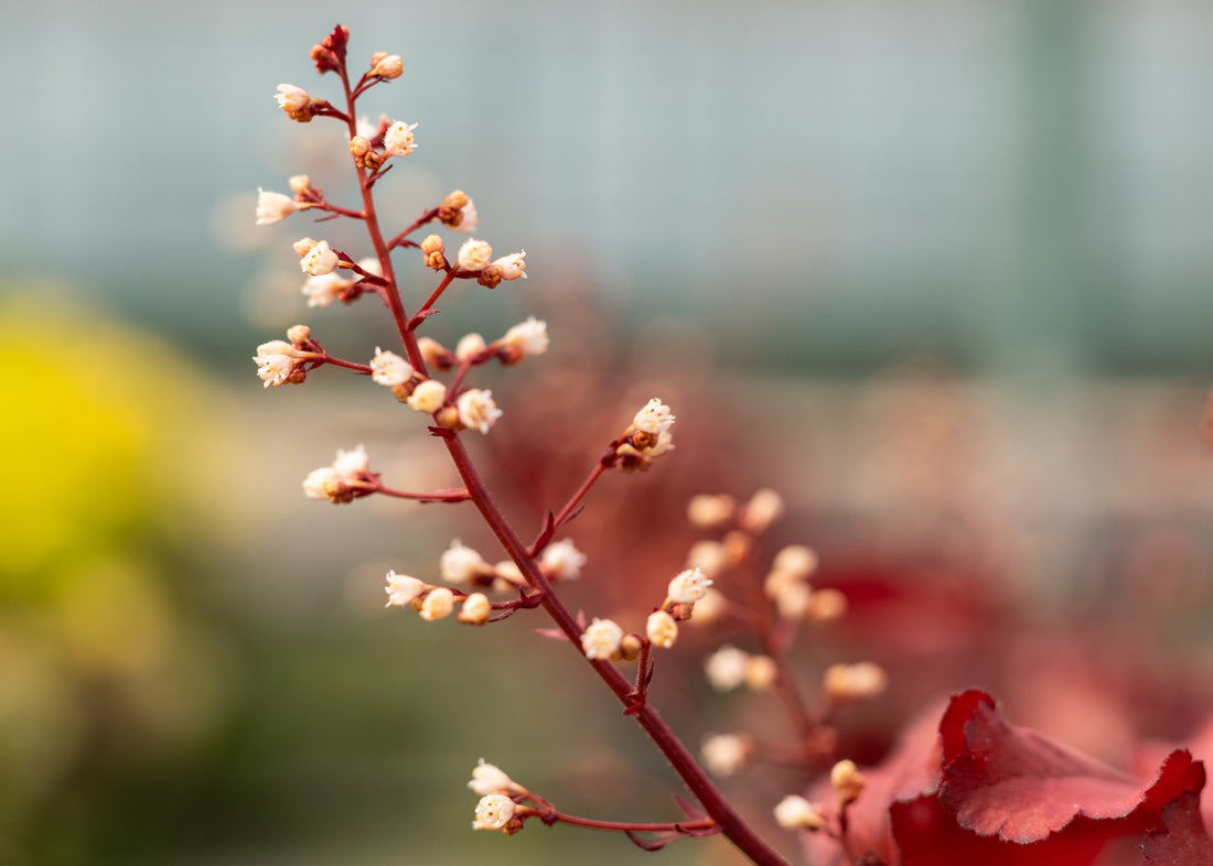 Expert Plant Care