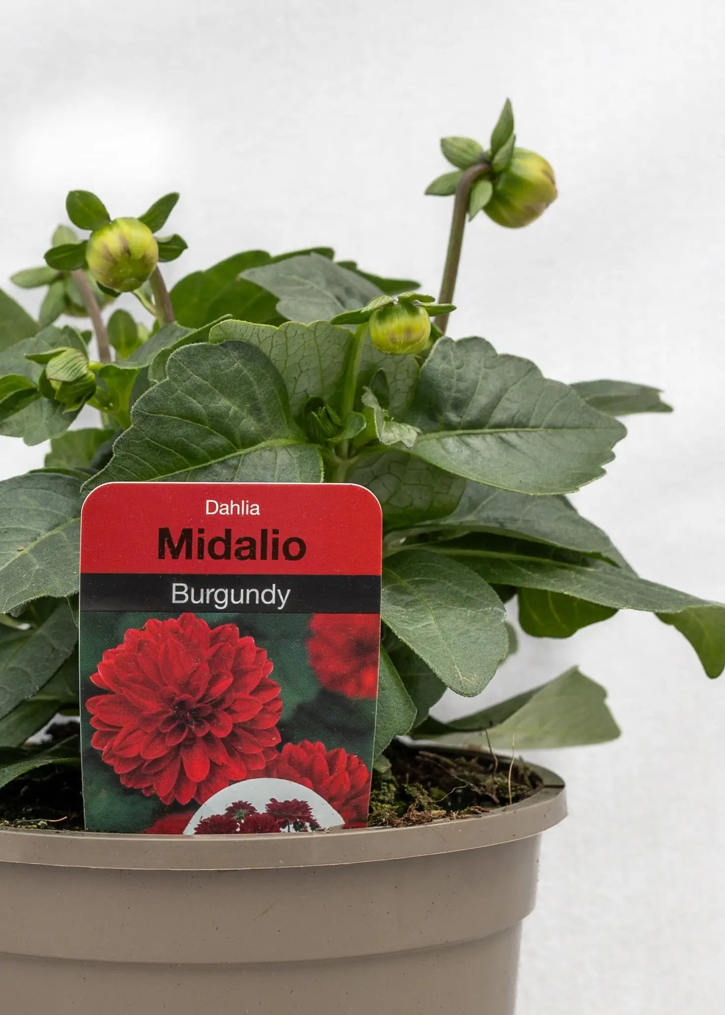 Dahlia 'Midalio Burgundy'
