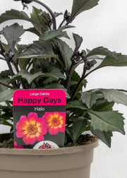 Dahlia 'Happy Days Halo'