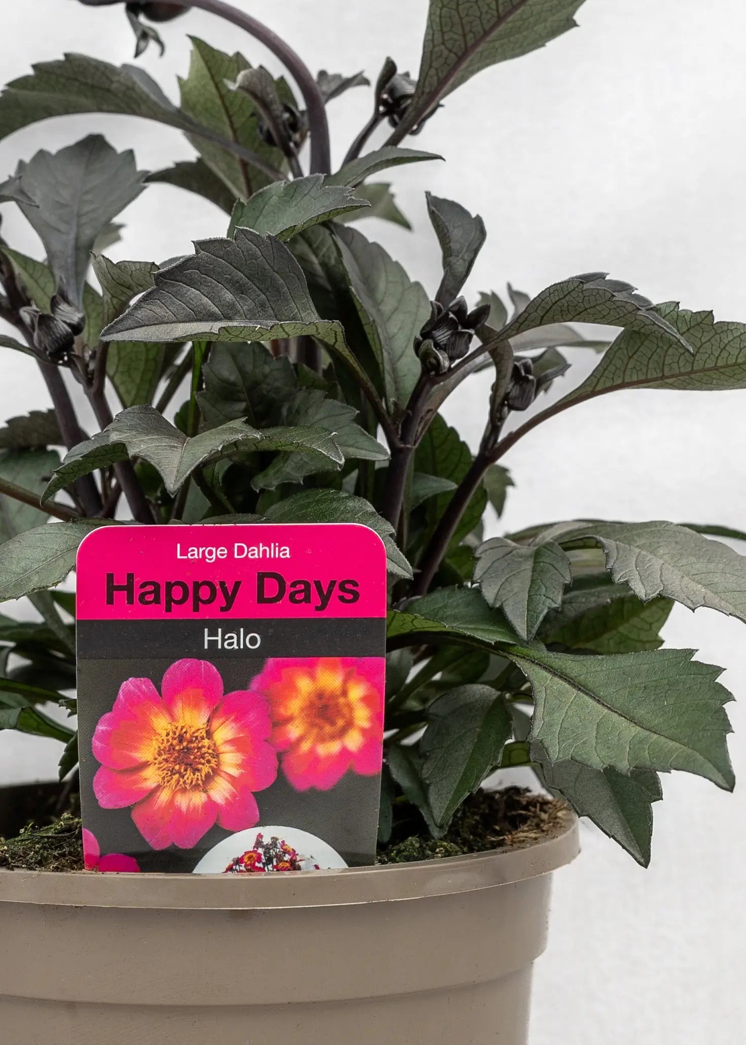 Dahlia 'Happy Days Halo'