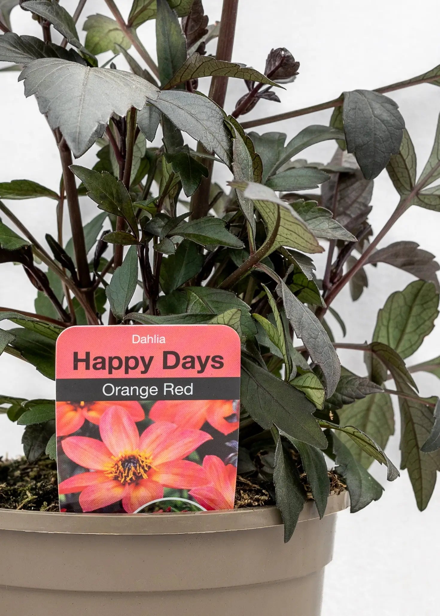 Dahlia 'Happy Days Orange Red Bicolor'