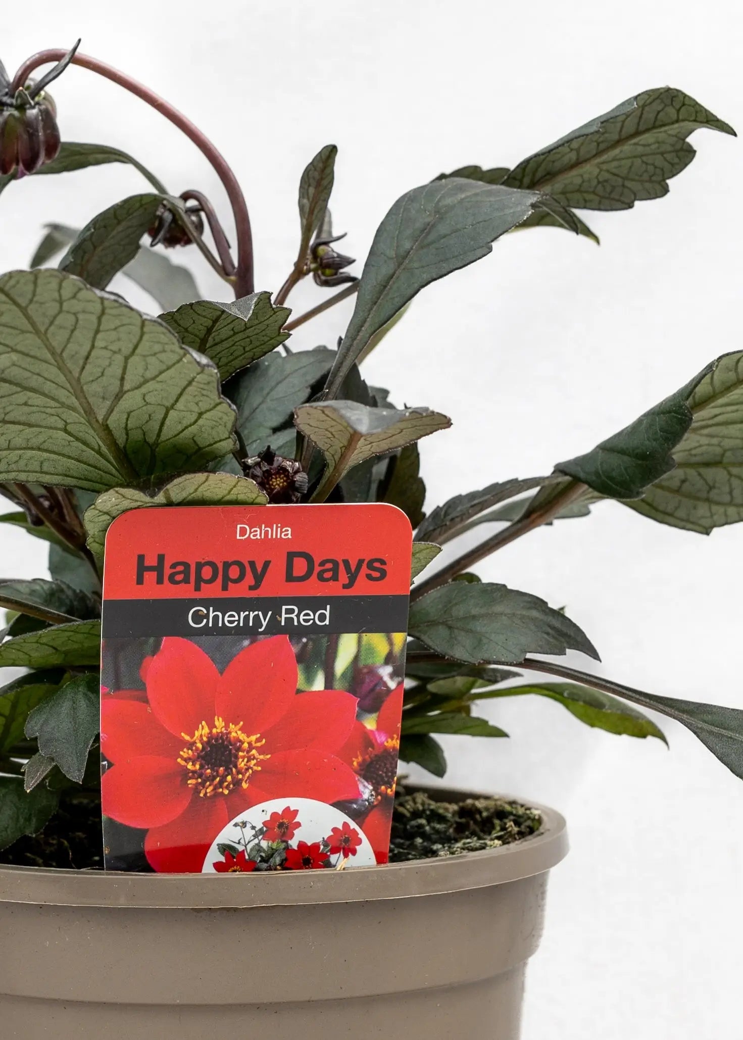 Dahlia 'Happy Days Cherry Red'