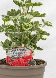 Geranium Variegated 'Frank Hedley'