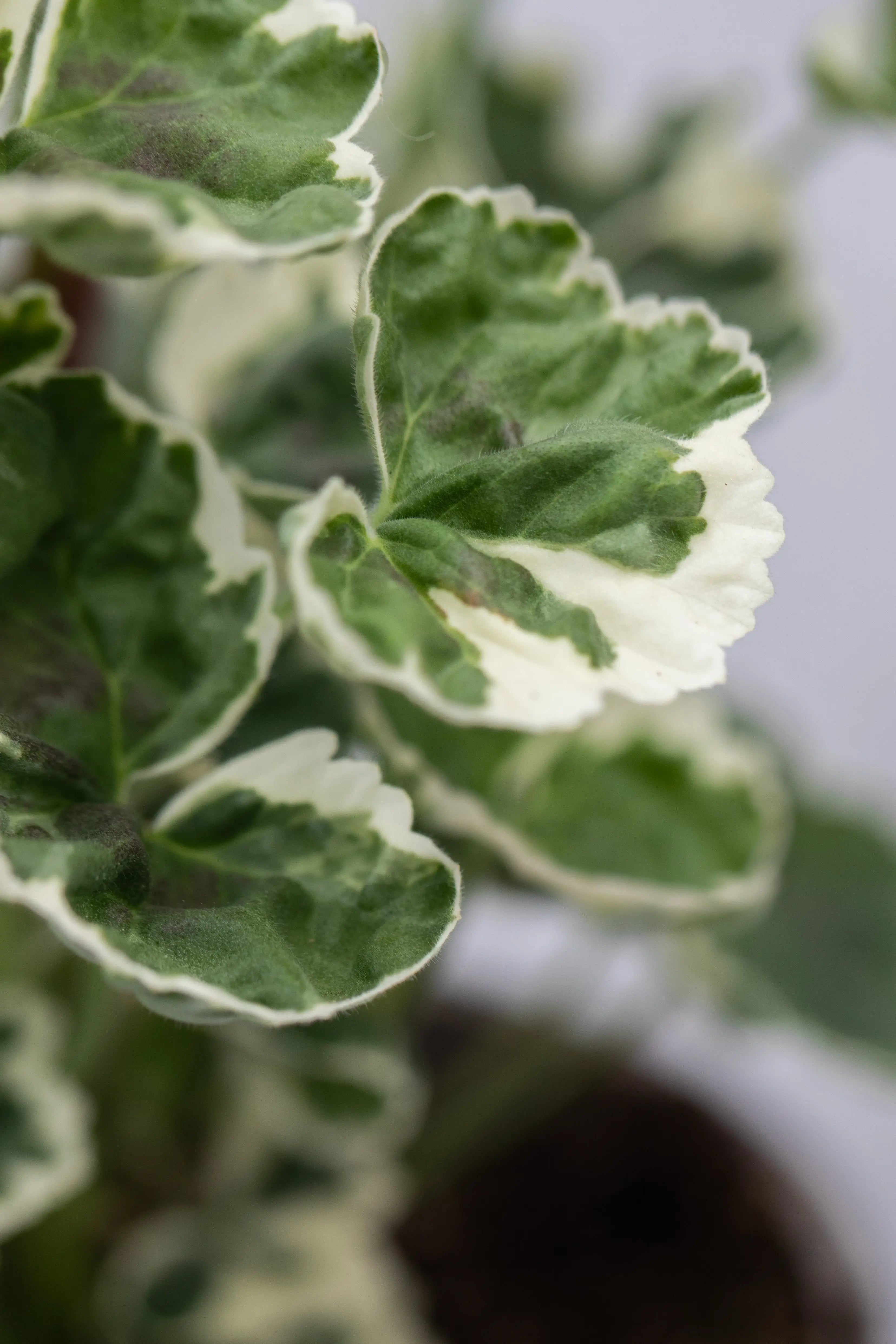 Geranium Variegated 'Frank Hedley'