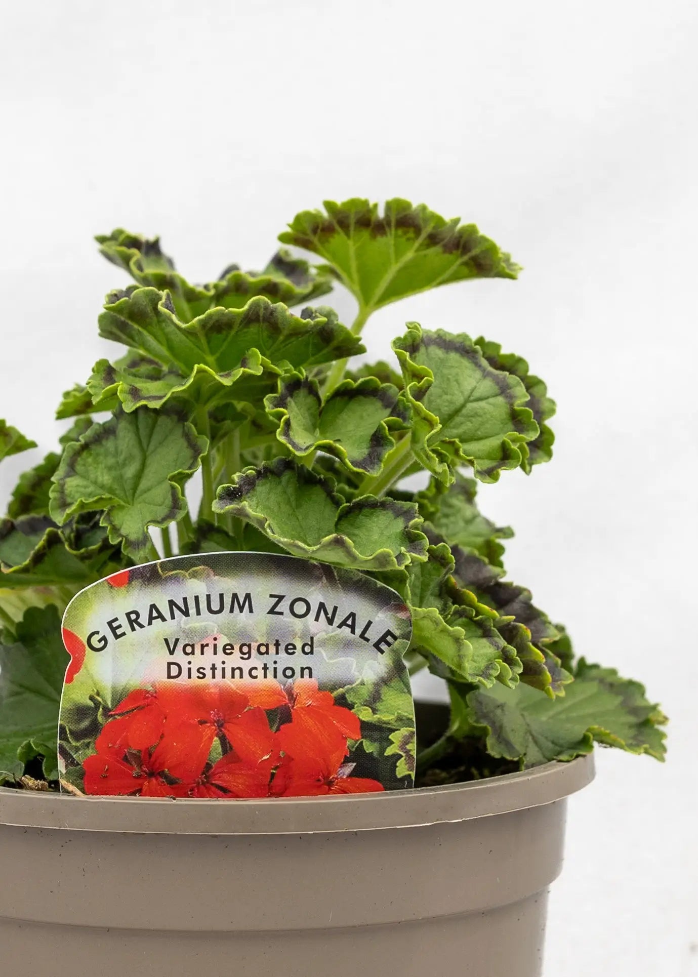 Geranium Variegated 'Distinction'