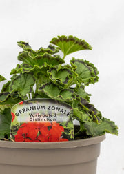 Geranium Variegated 'Distinction'