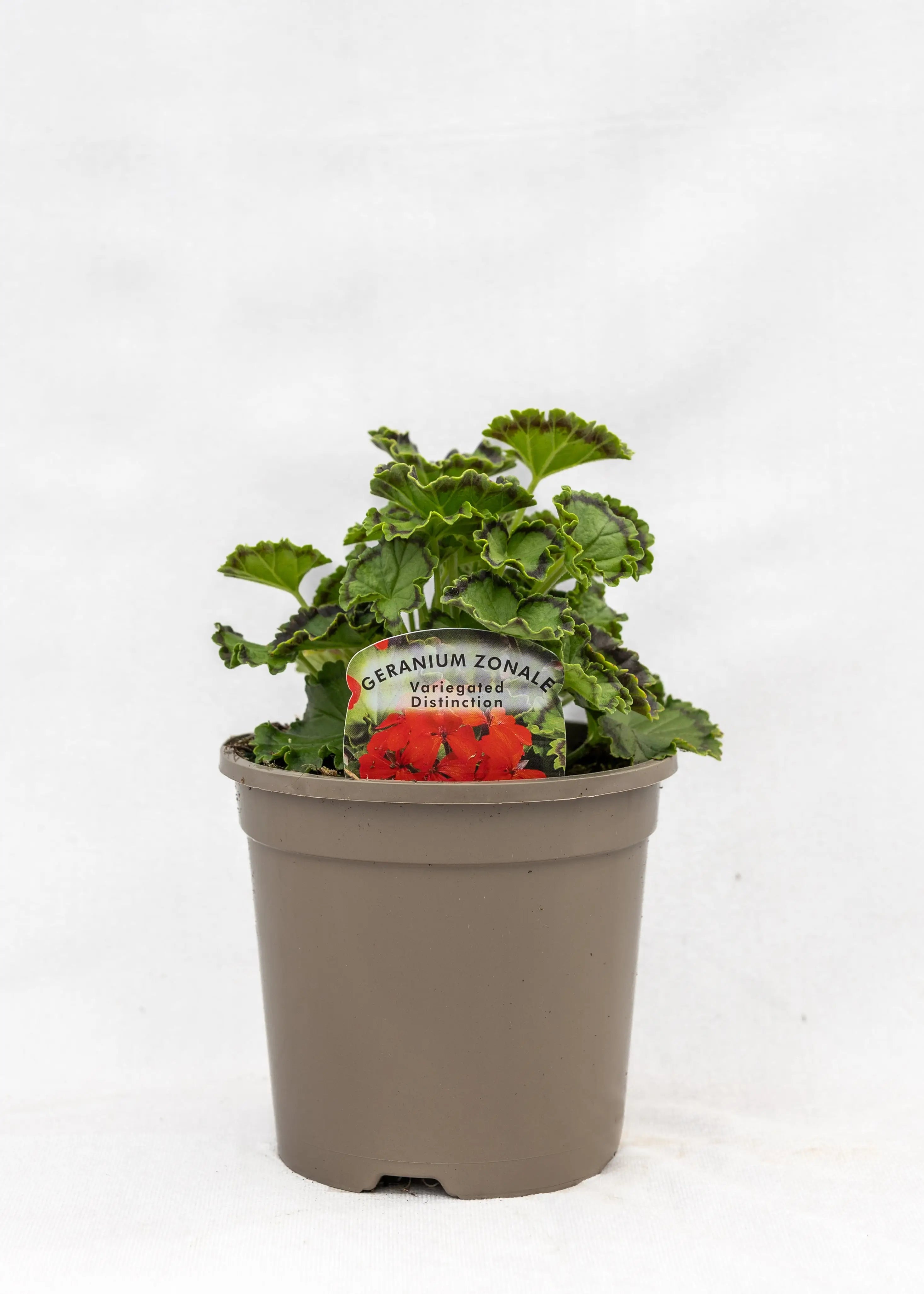 Geranium Variegated 'Distinction'