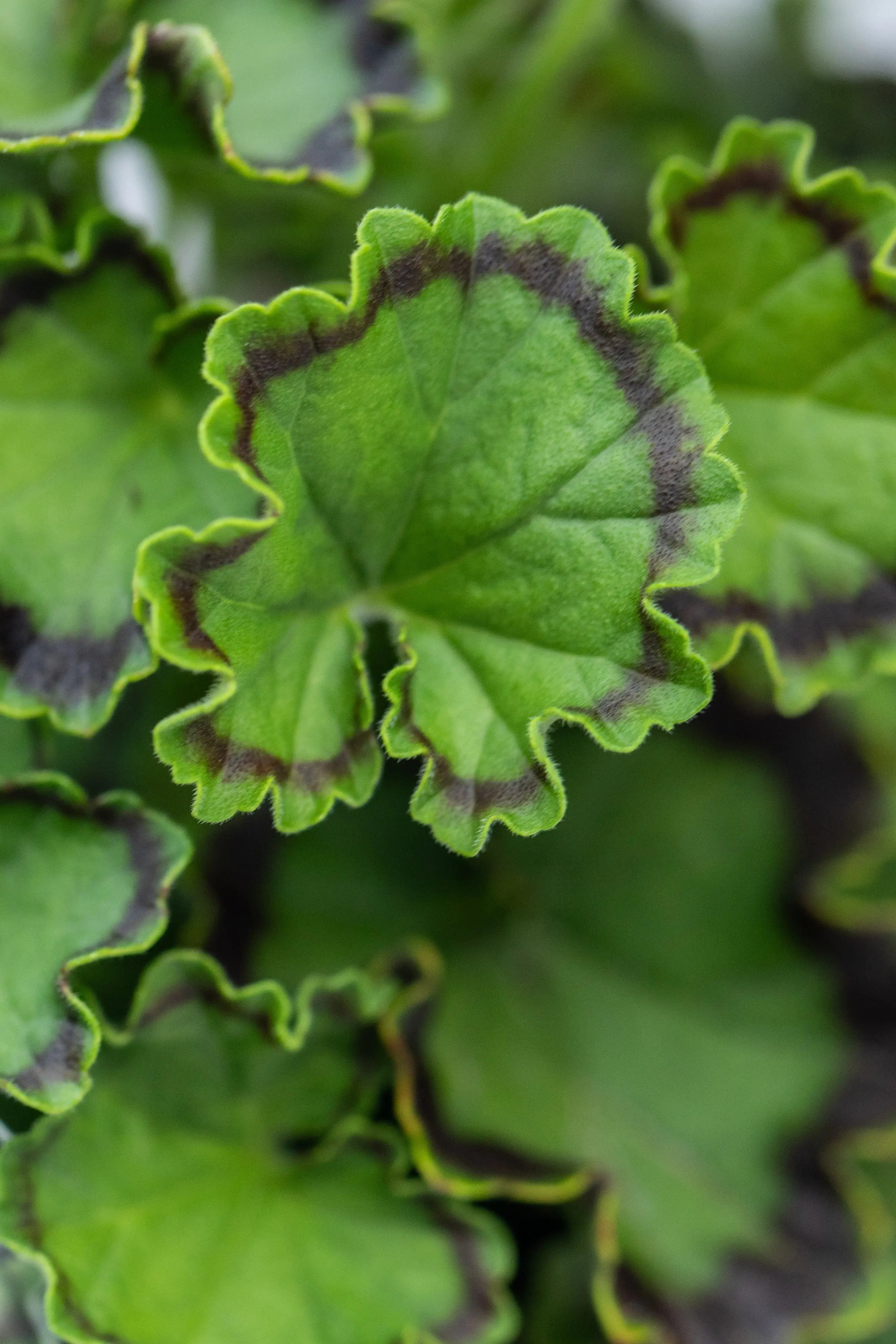 Geranium Variegated 'Distinction'