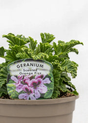 Geranium Scented 'Orange Fizz'