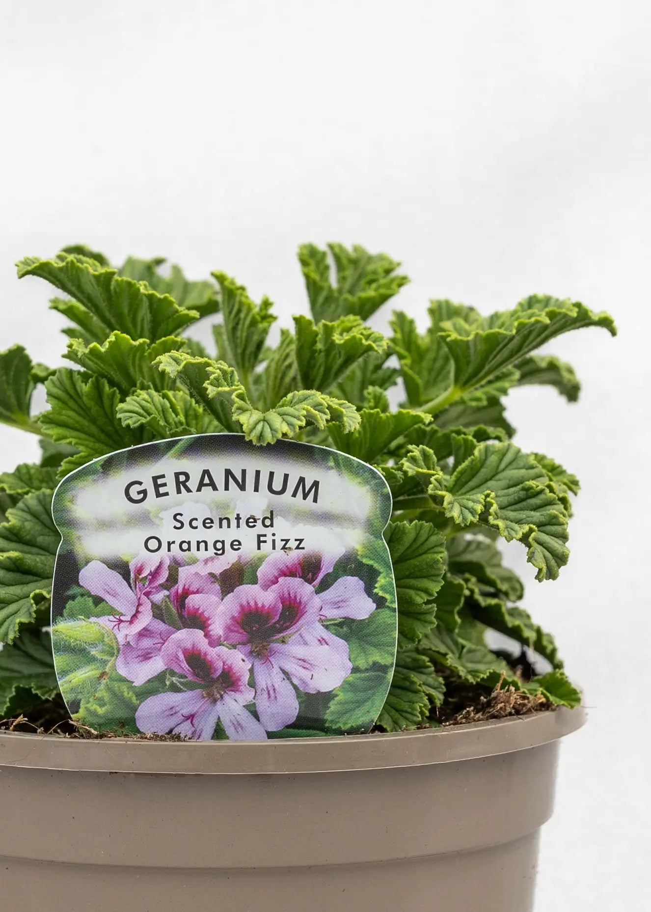 Geranium Scented 'Orange Fizz'