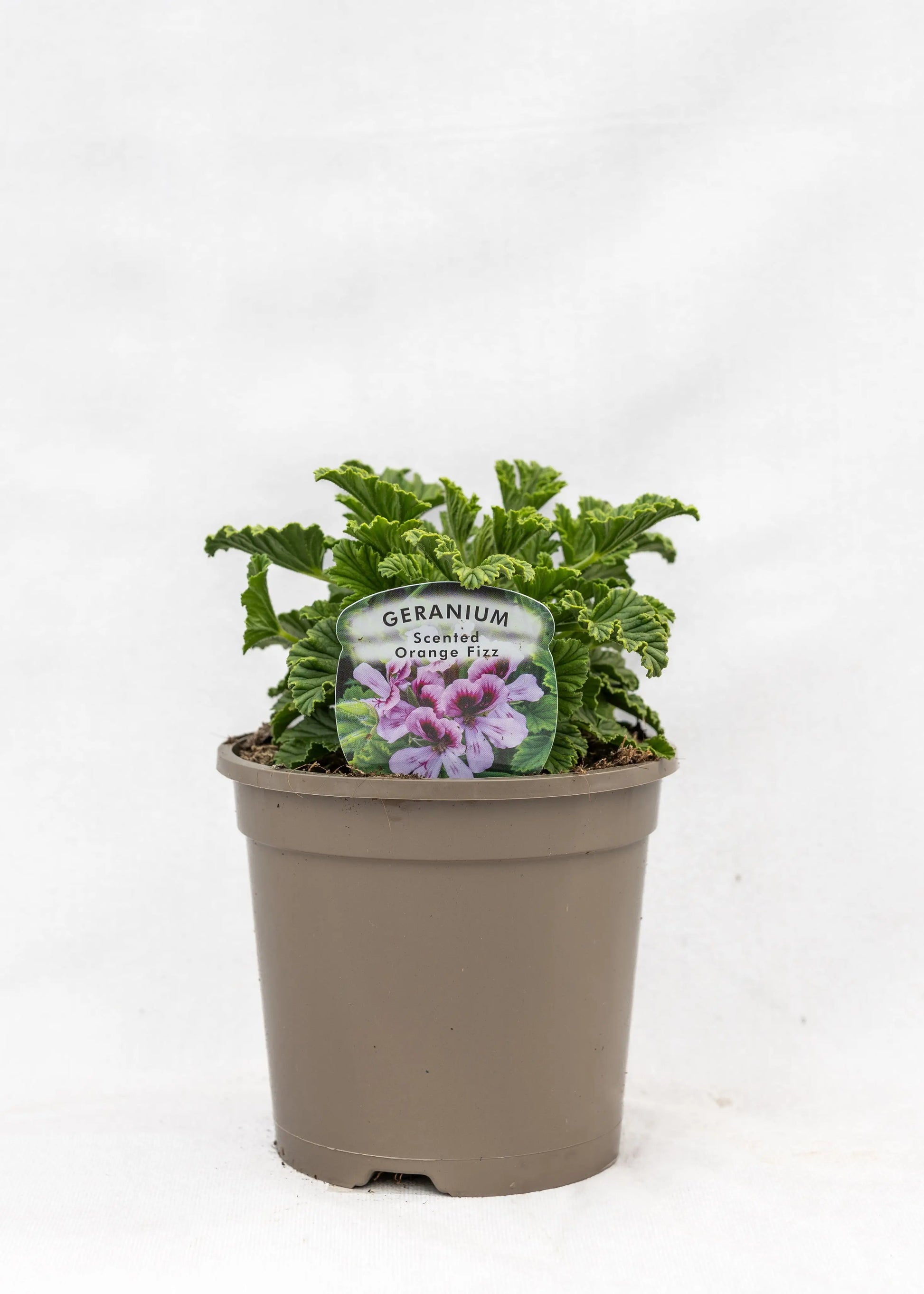 Geranium Scented 'Orange Fizz'