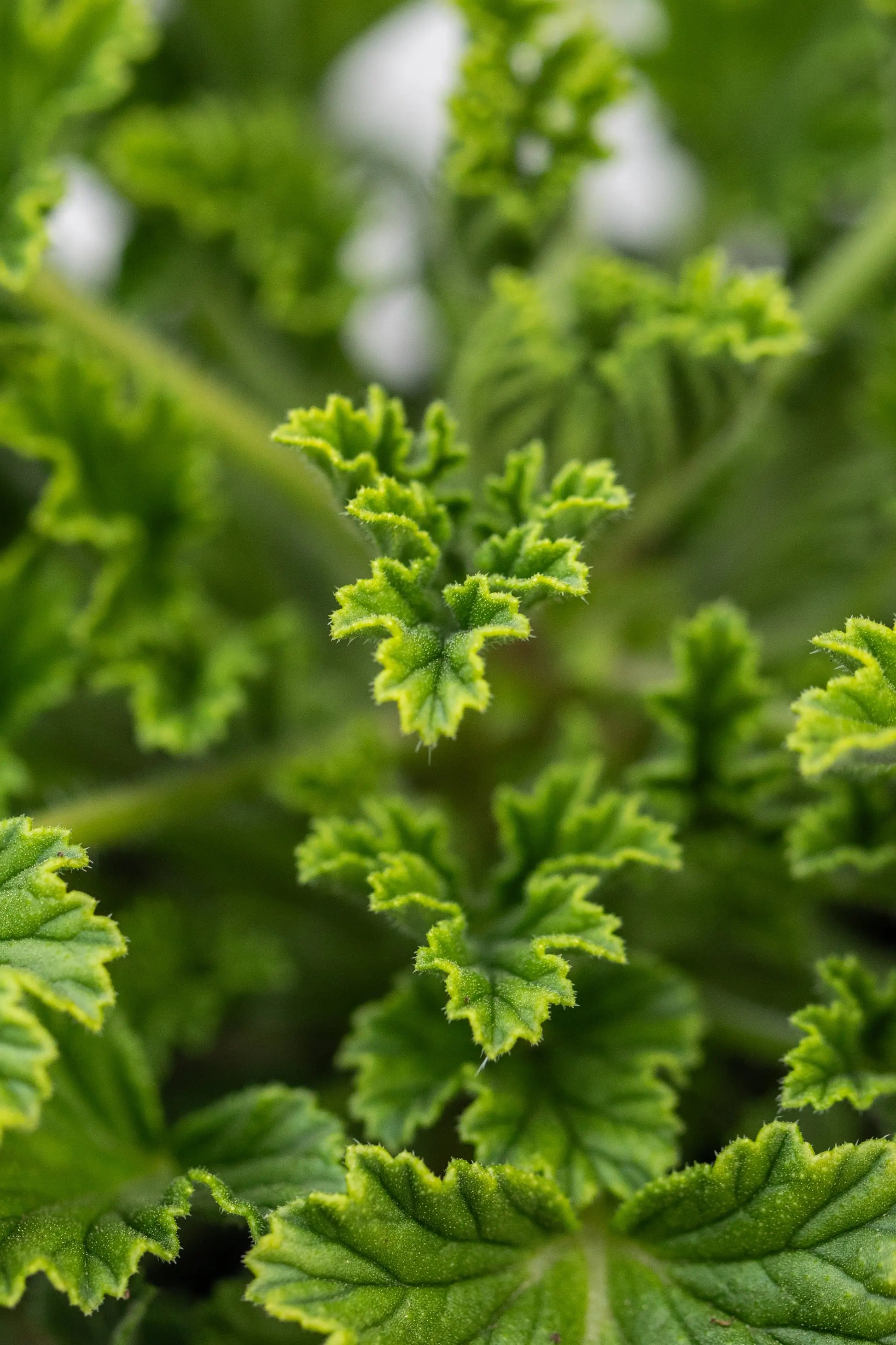 Geranium Scented 'Orange Fizz'