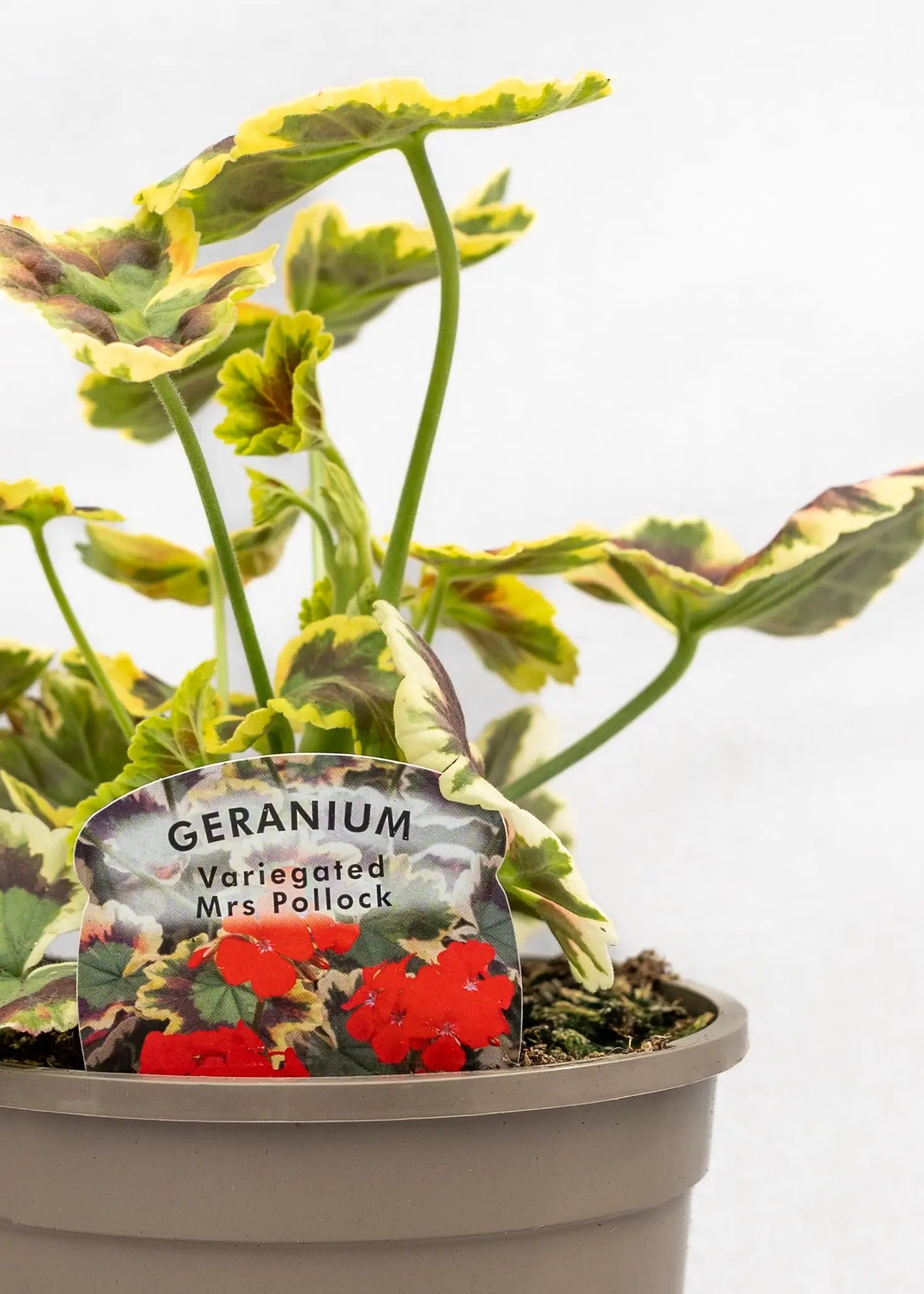Geranium Variegated 'Mrs Pollock'