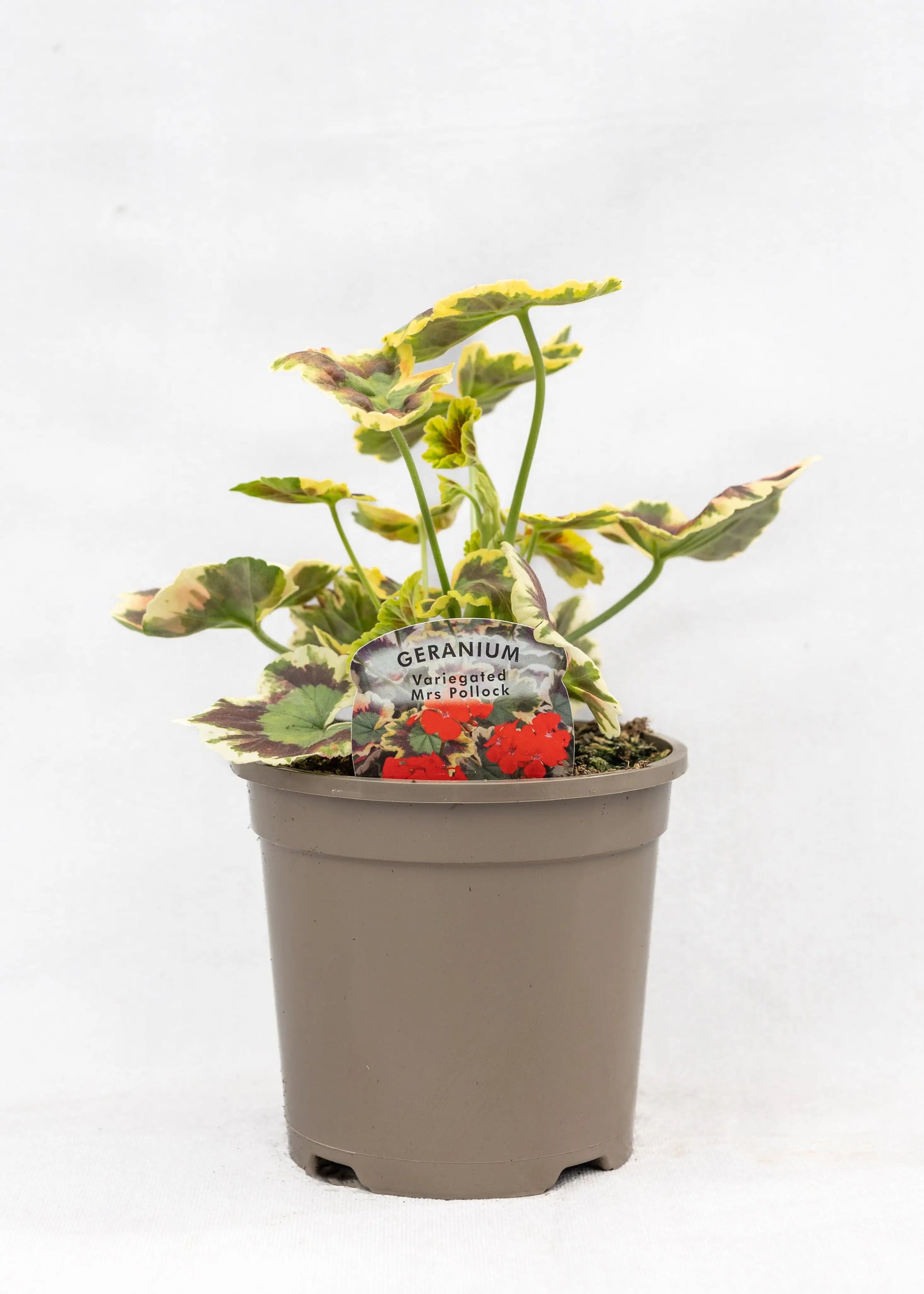 Geranium Variegated 'Mrs Pollock'