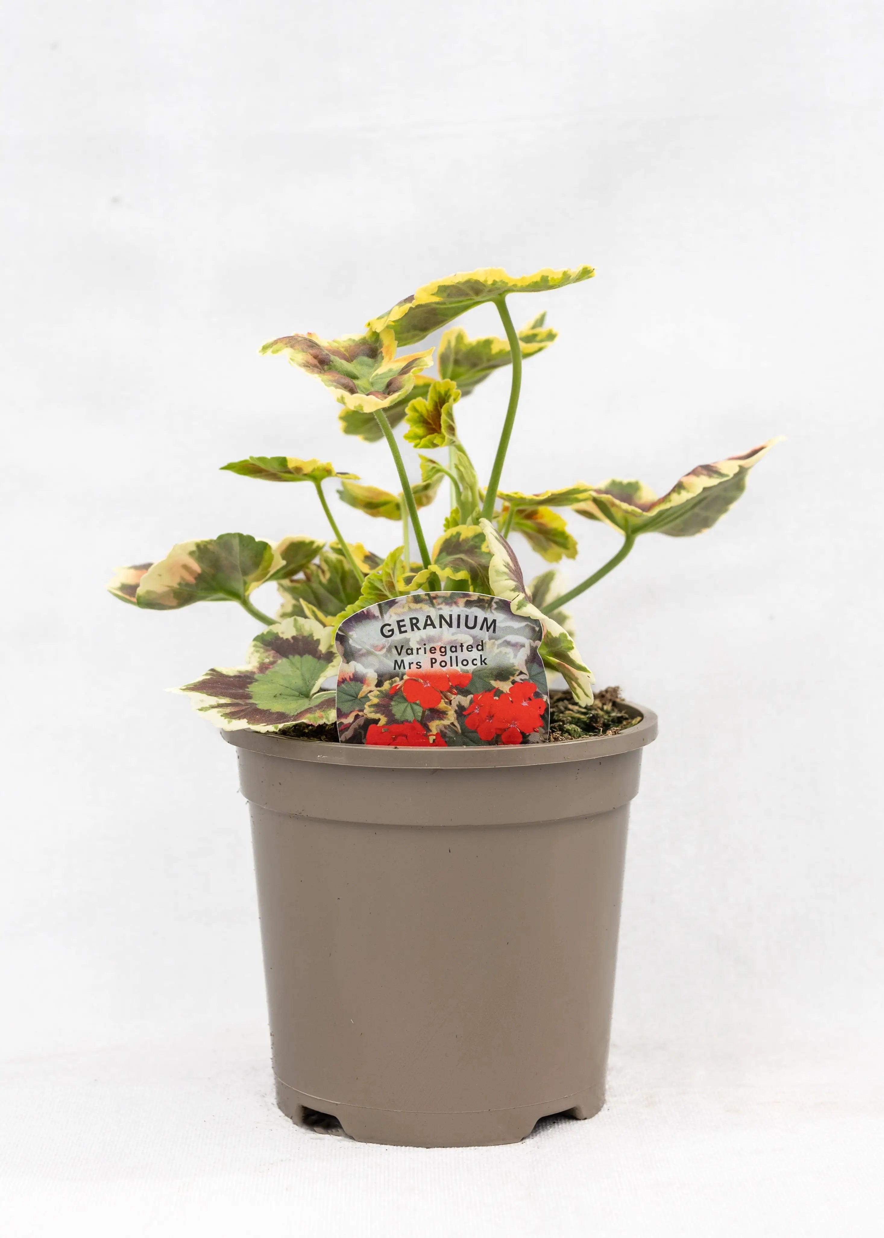 Geranium Variegated 'Mrs Pollock'
