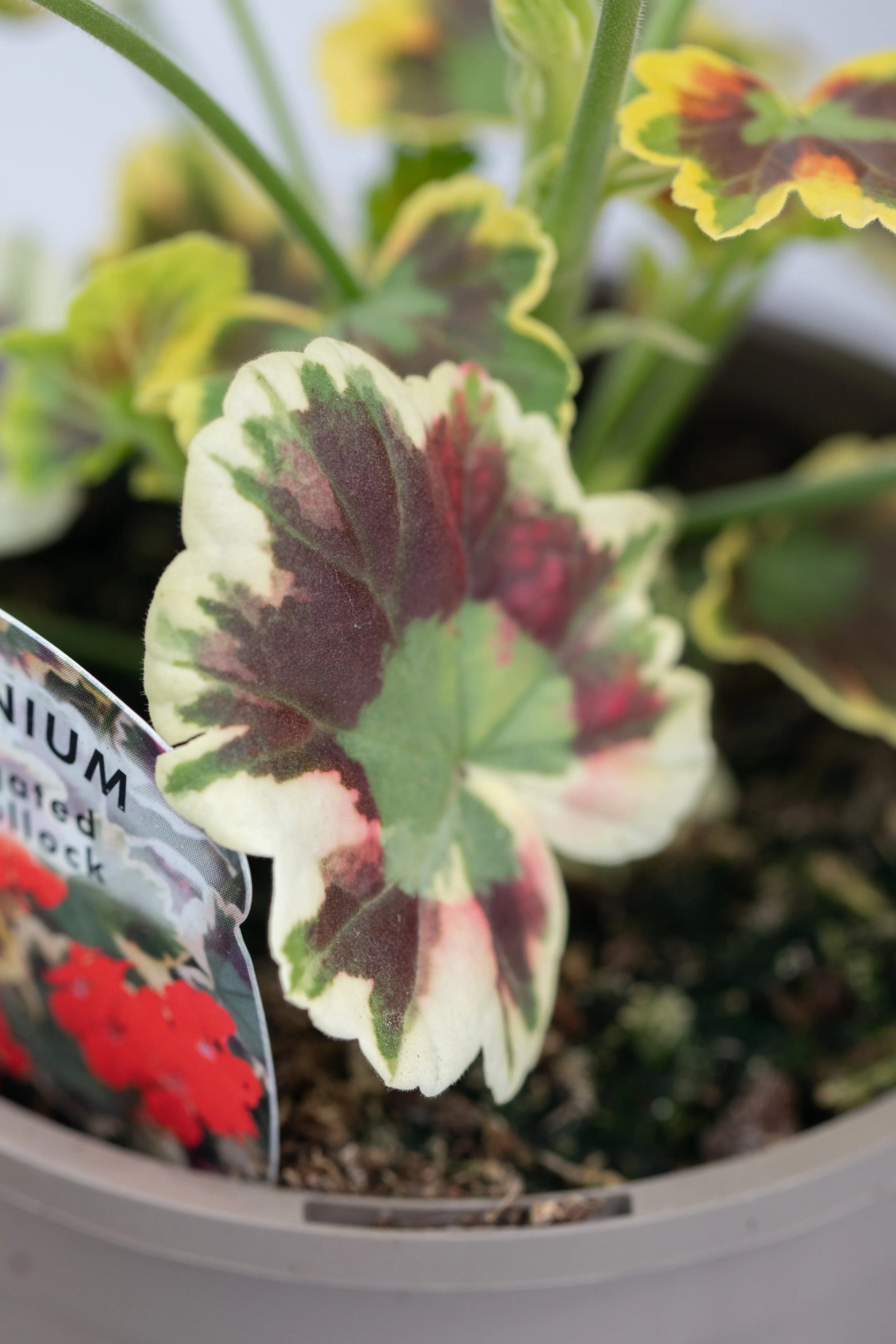 Geranium Variegated 'Mrs Pollock'