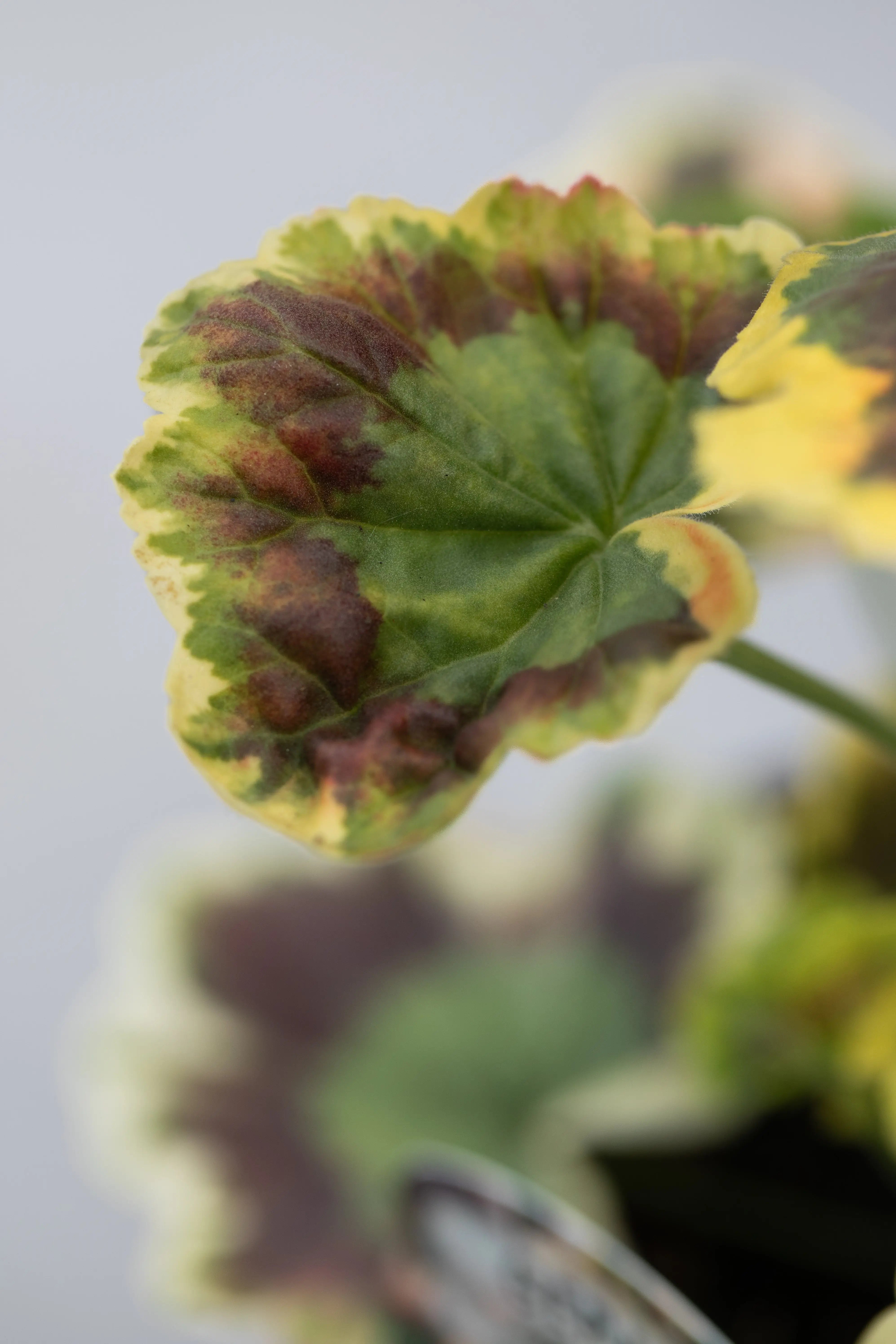 Geranium Variegated 'Mrs Pollock'