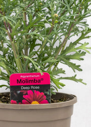 Argyranthemum 'Deep Rose'