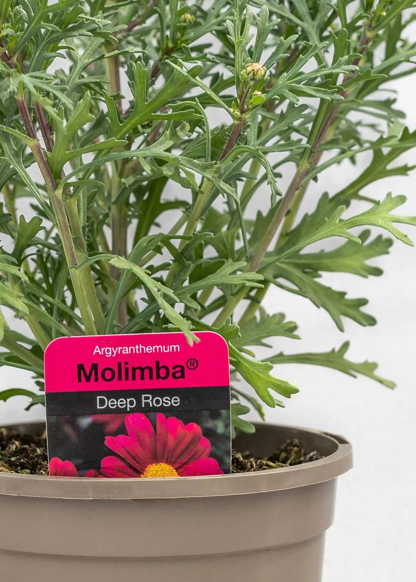 Argyranthemum 'Deep Rose'