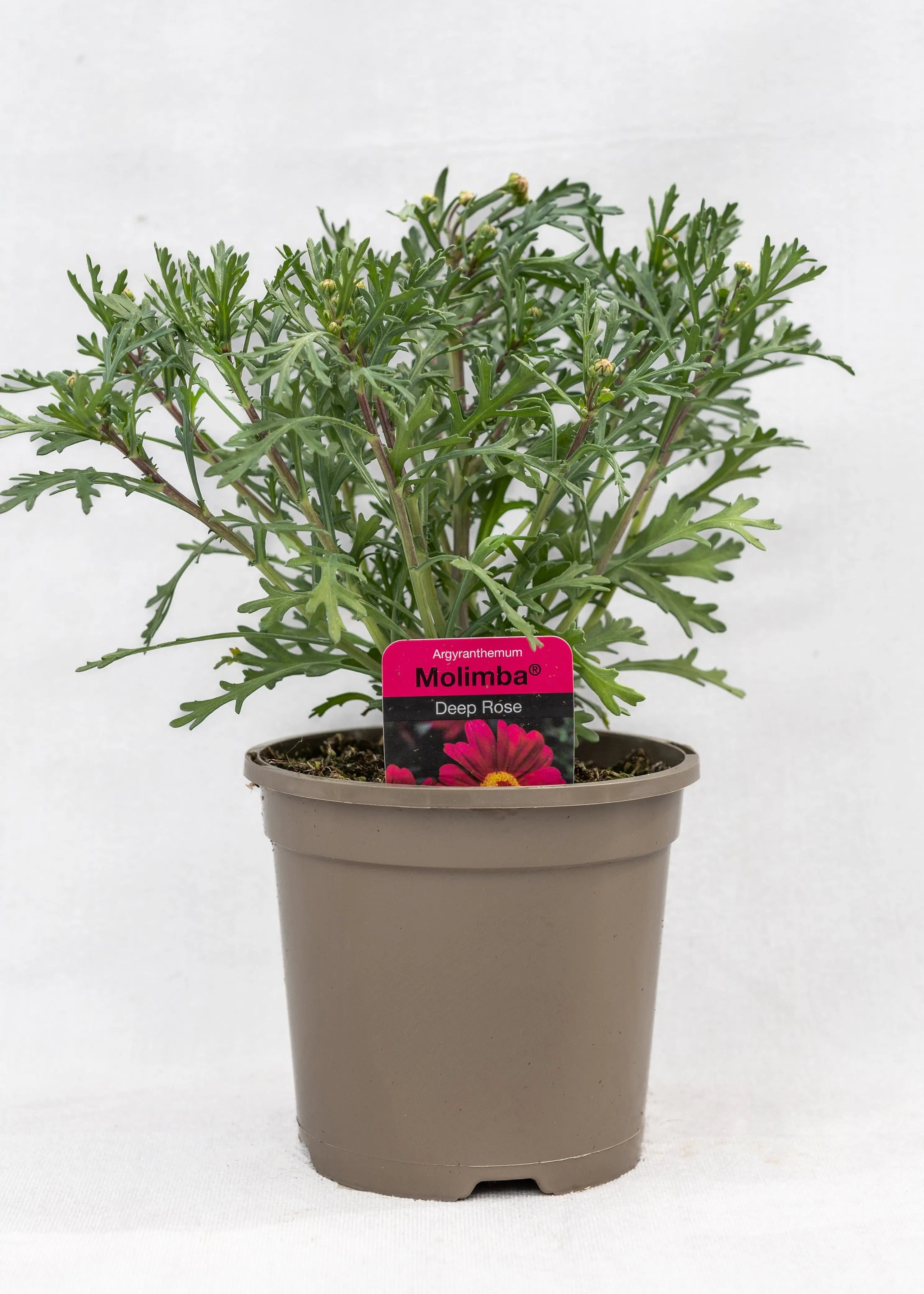 Argyranthemum 'Deep Rose'