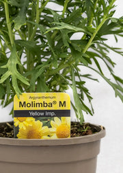 Argyranthemum 'Yellow'