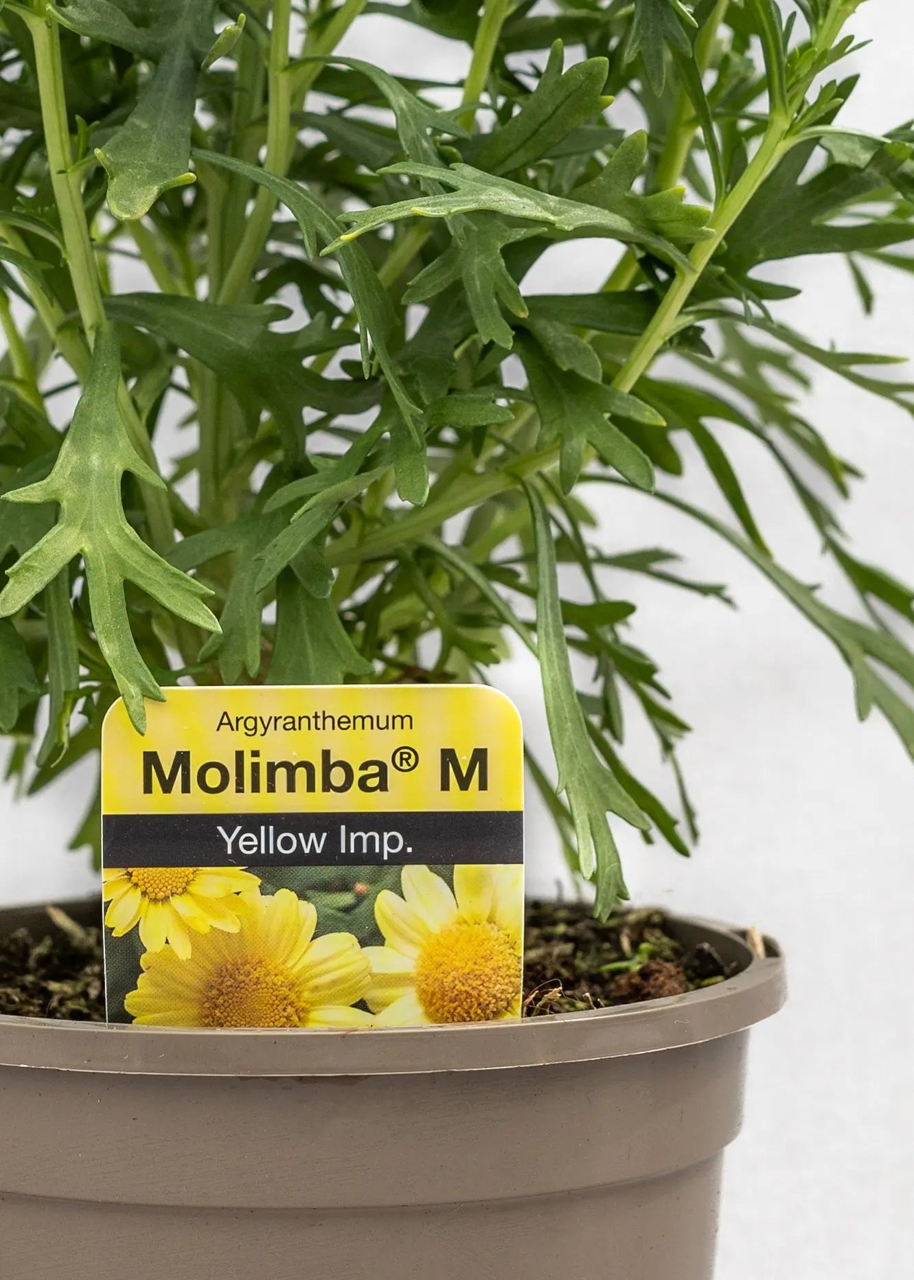 Argyranthemum 'Yellow'
