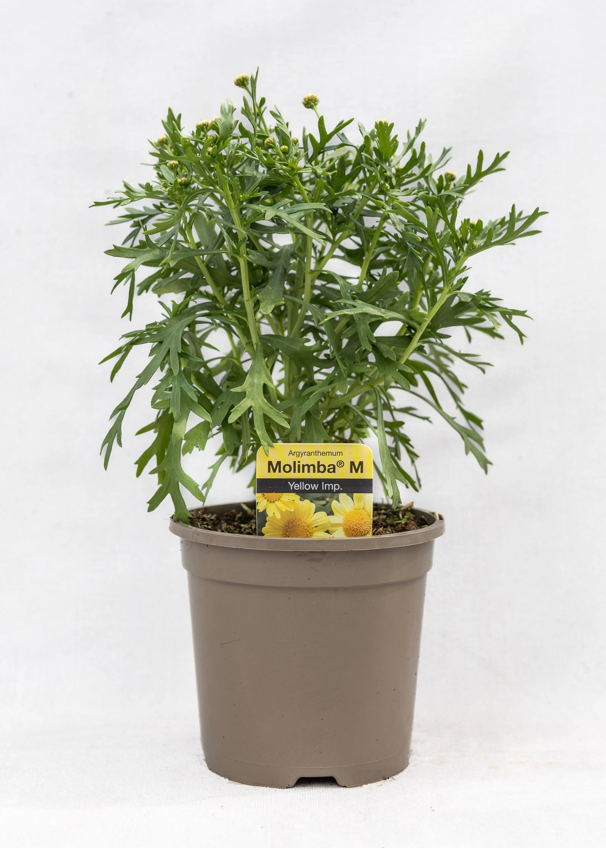 Argyranthemum 'Yellow'