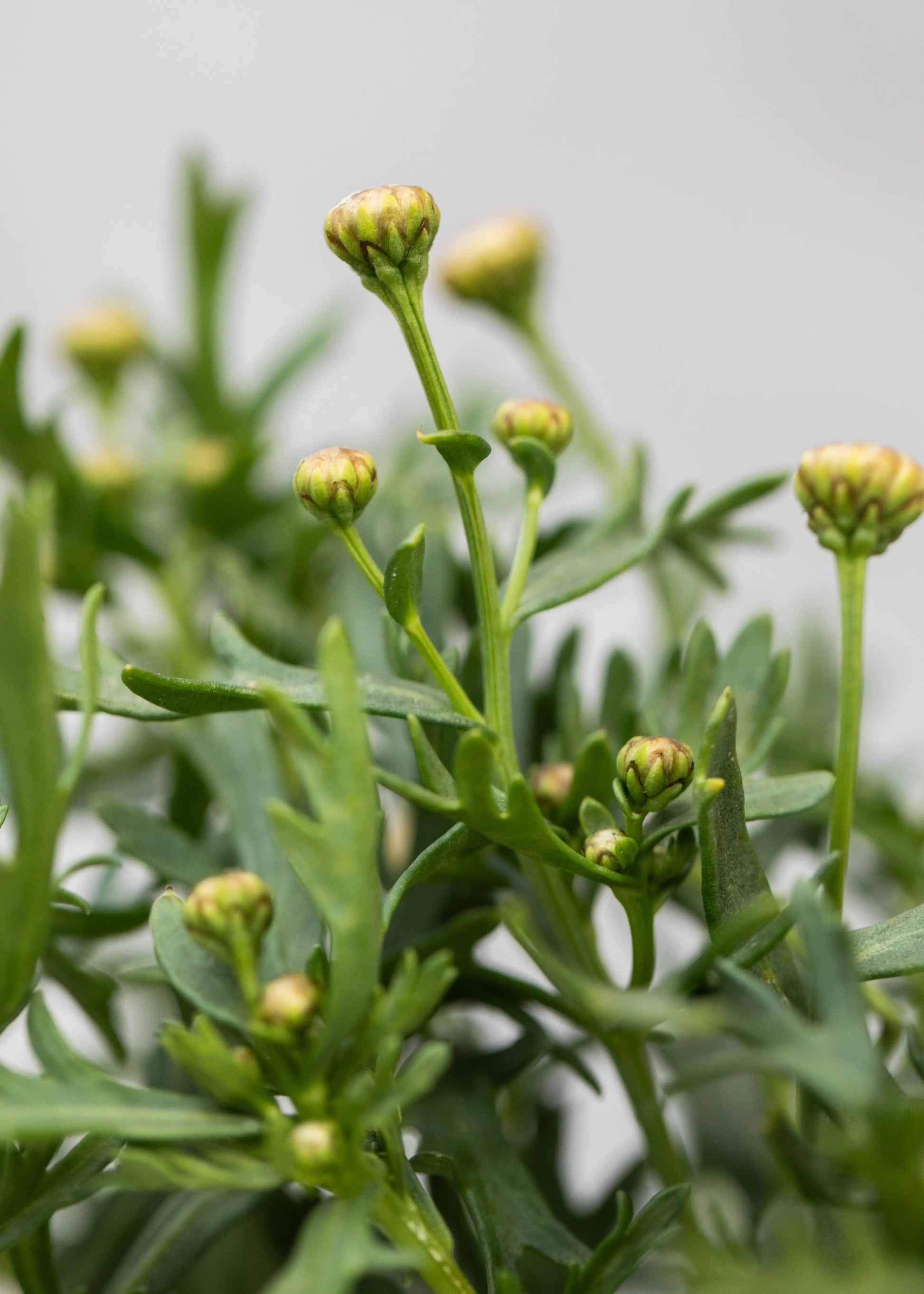 Argyranthemum 'Yellow'