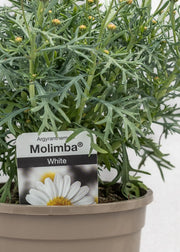 Argyranthemum 'White'