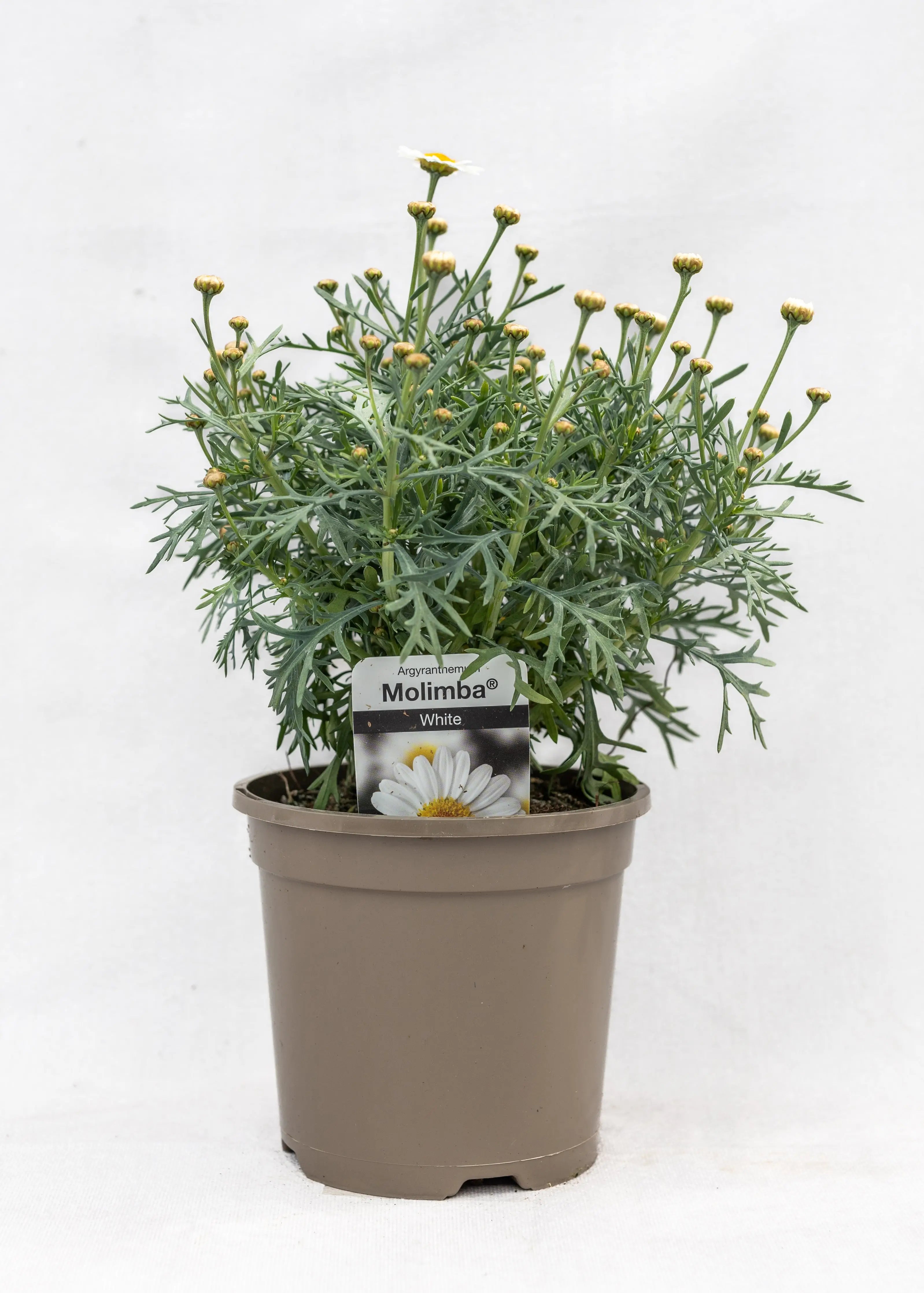 Argyranthemum 'White'