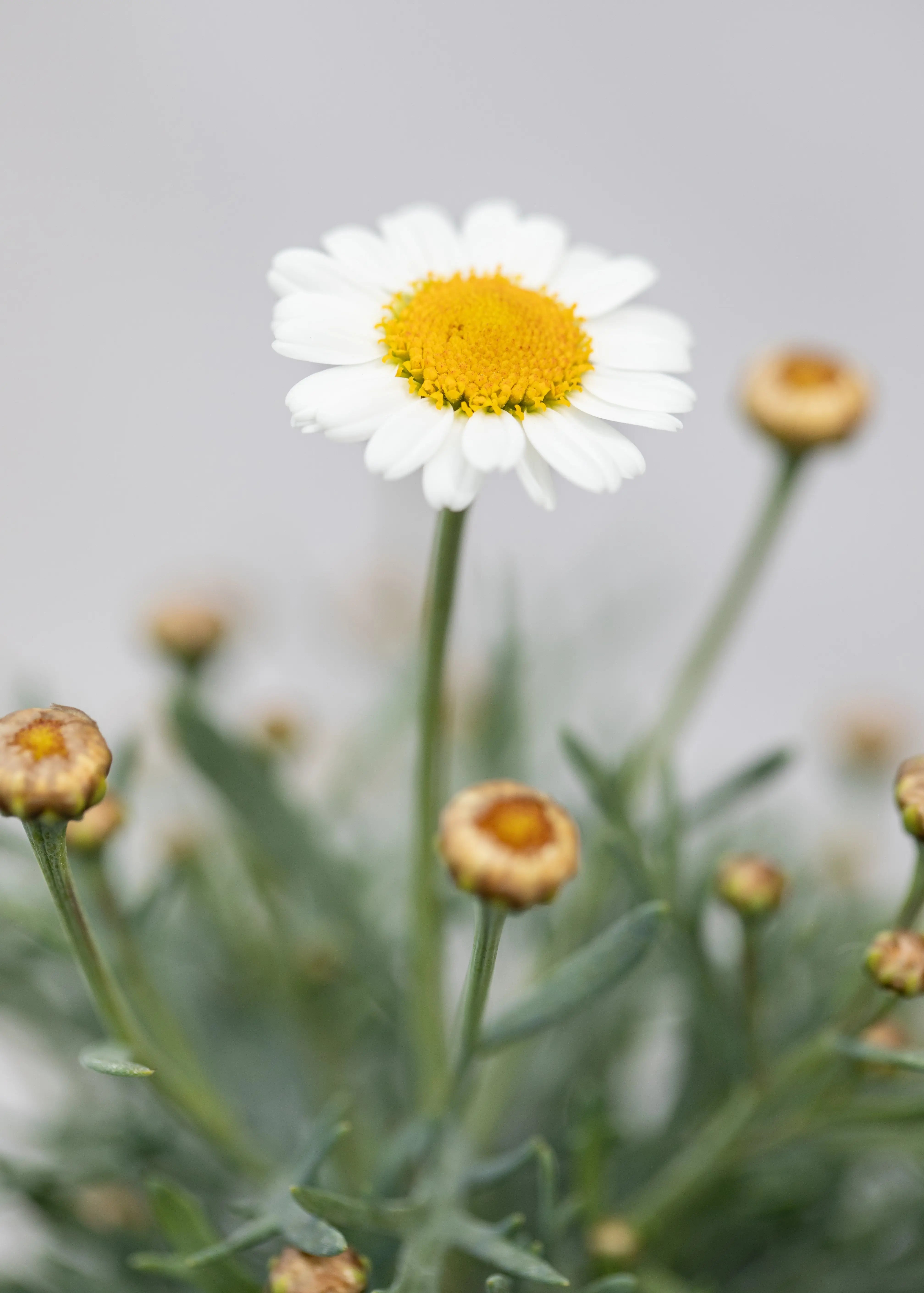 Argyranthemum 'White'