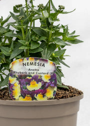 Nemesia 'Aroma Rhubarb & Custard'