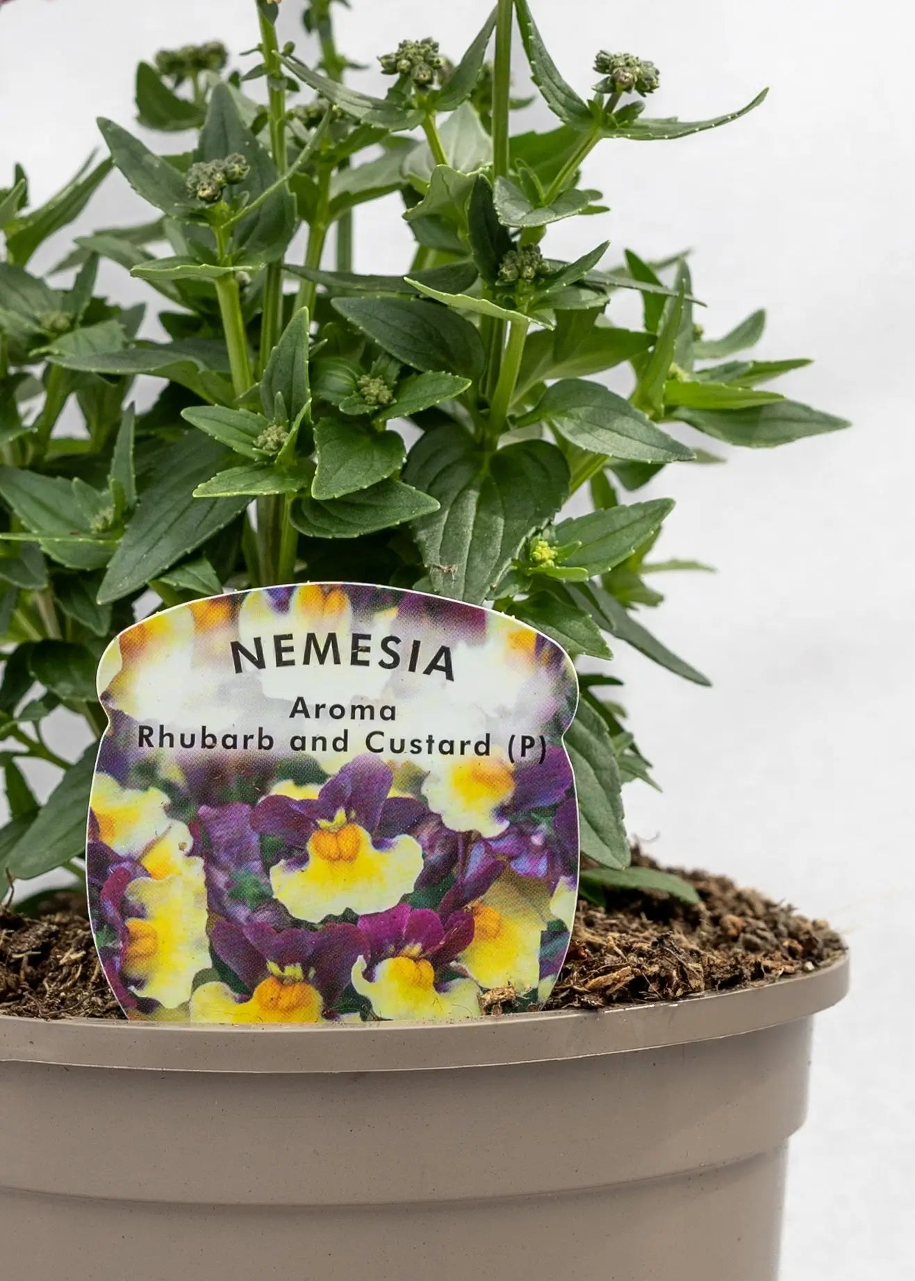 Nemesia 'Aroma Rhubarb & Custard'