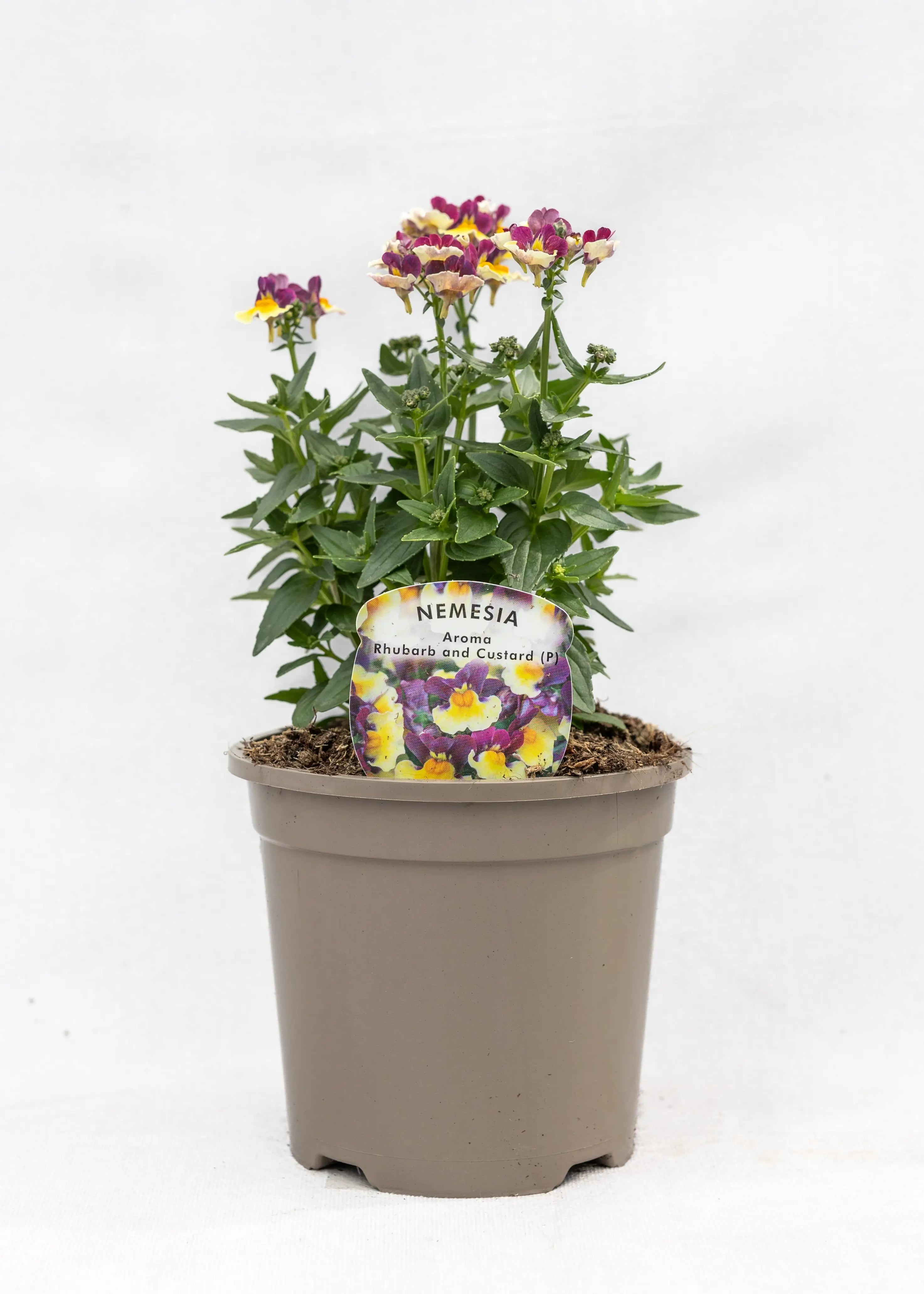 Nemesia 'Aroma Rhubarb & Custard'