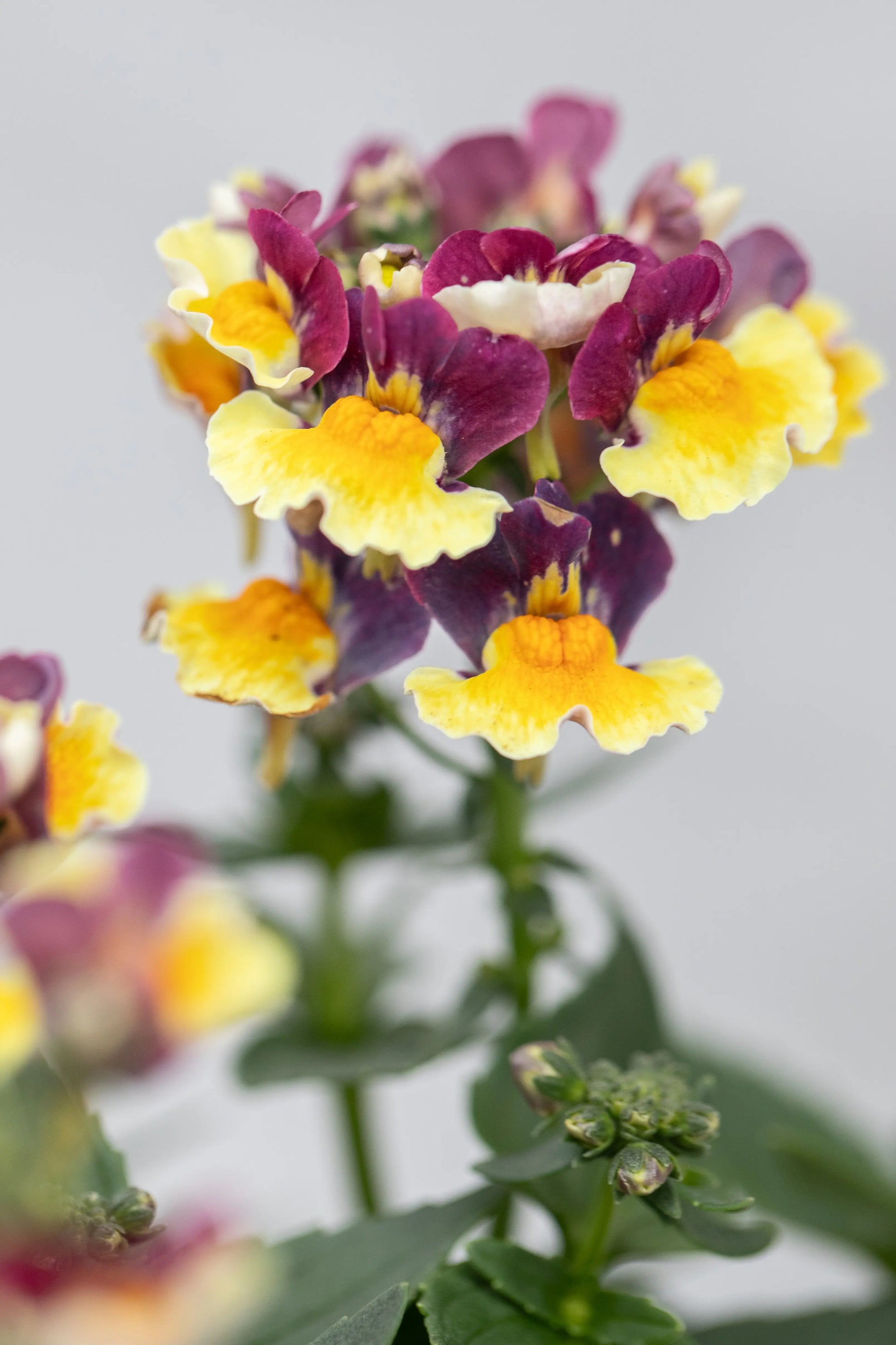 Nemesia 'Aroma Rhubarb & Custard'