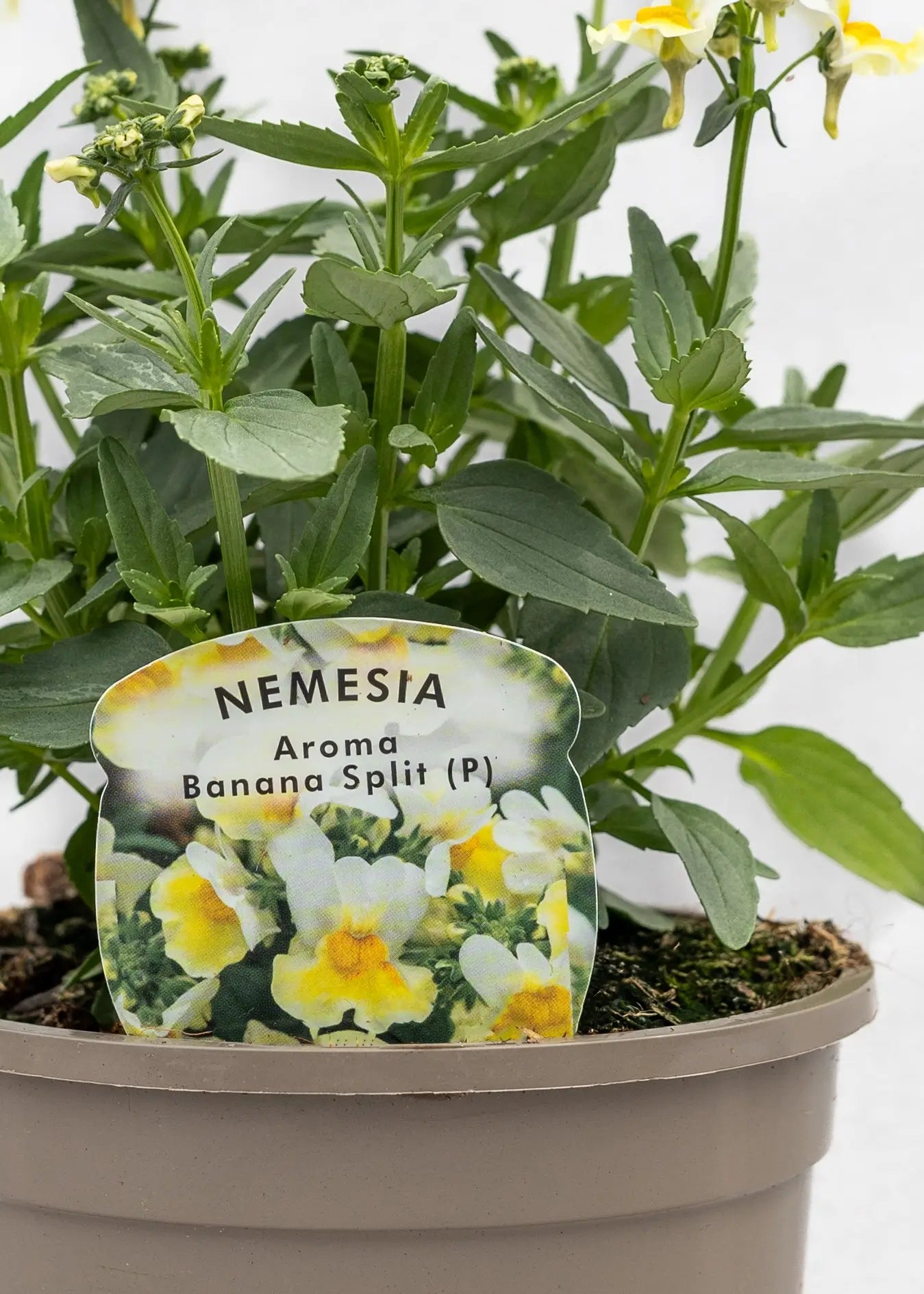 Nemesia 'Aroma Banana Split'