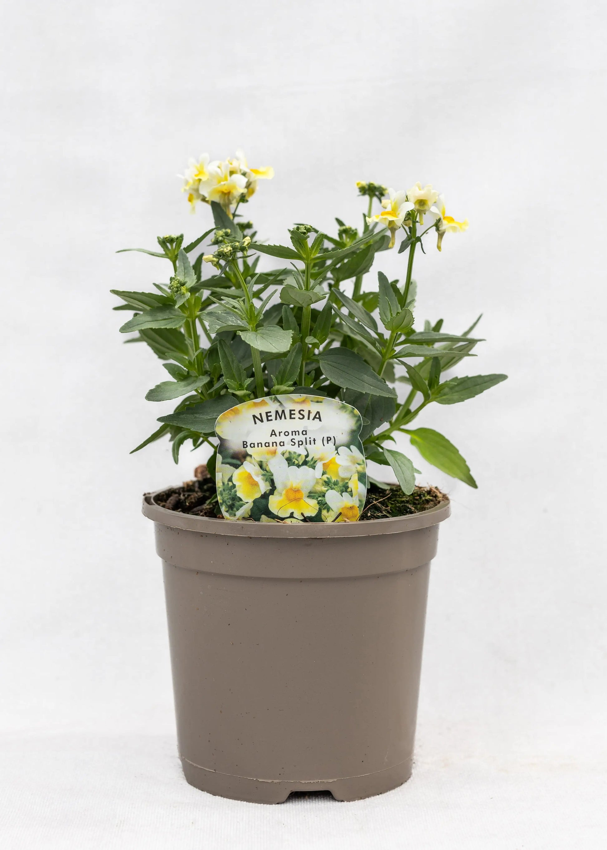 Nemesia 'Aroma Banana Split'