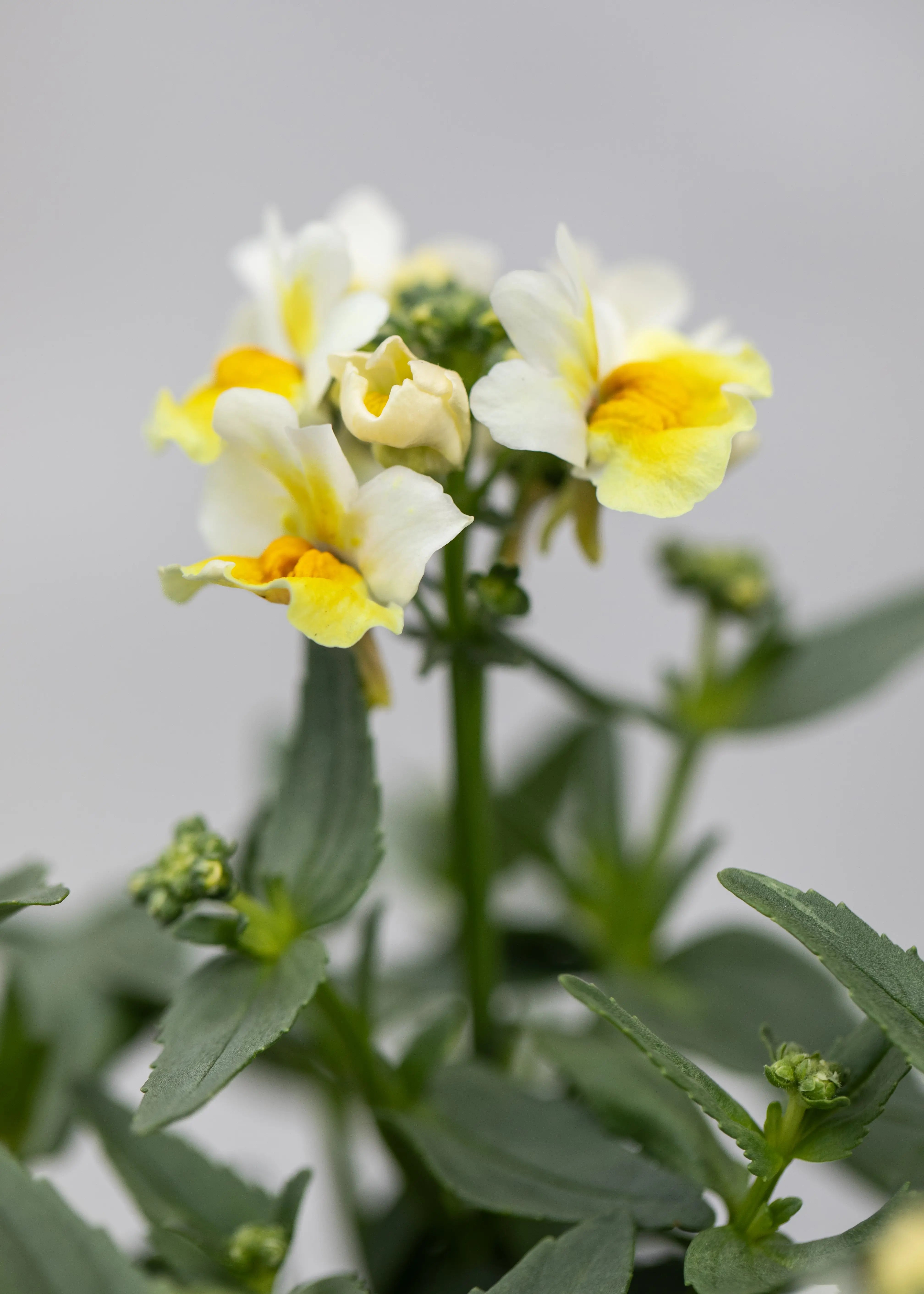 Nemesia 'Aroma Banana Split'
