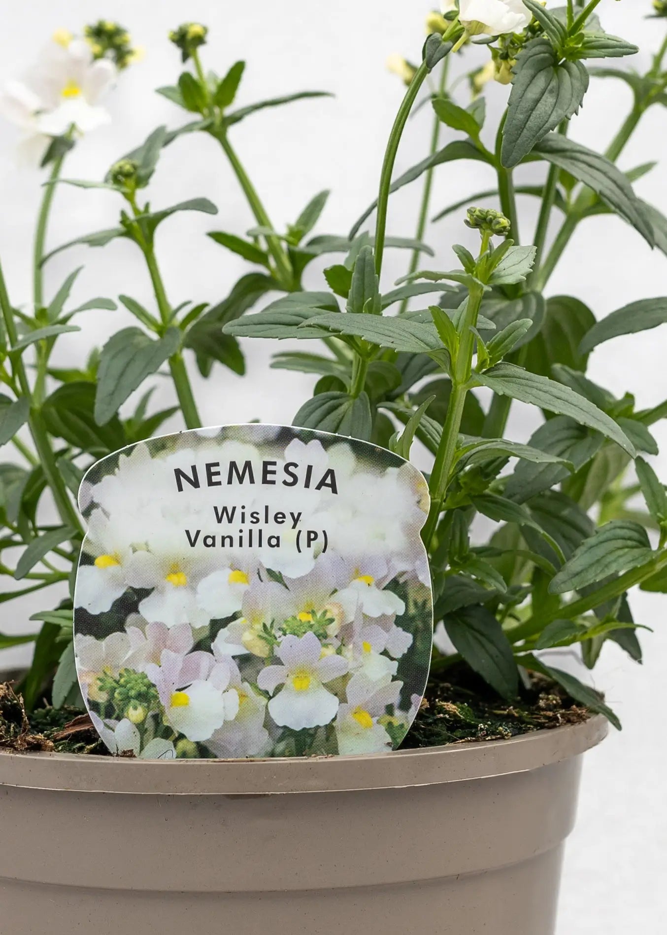 Nemesia 'Wisley Vanilla'