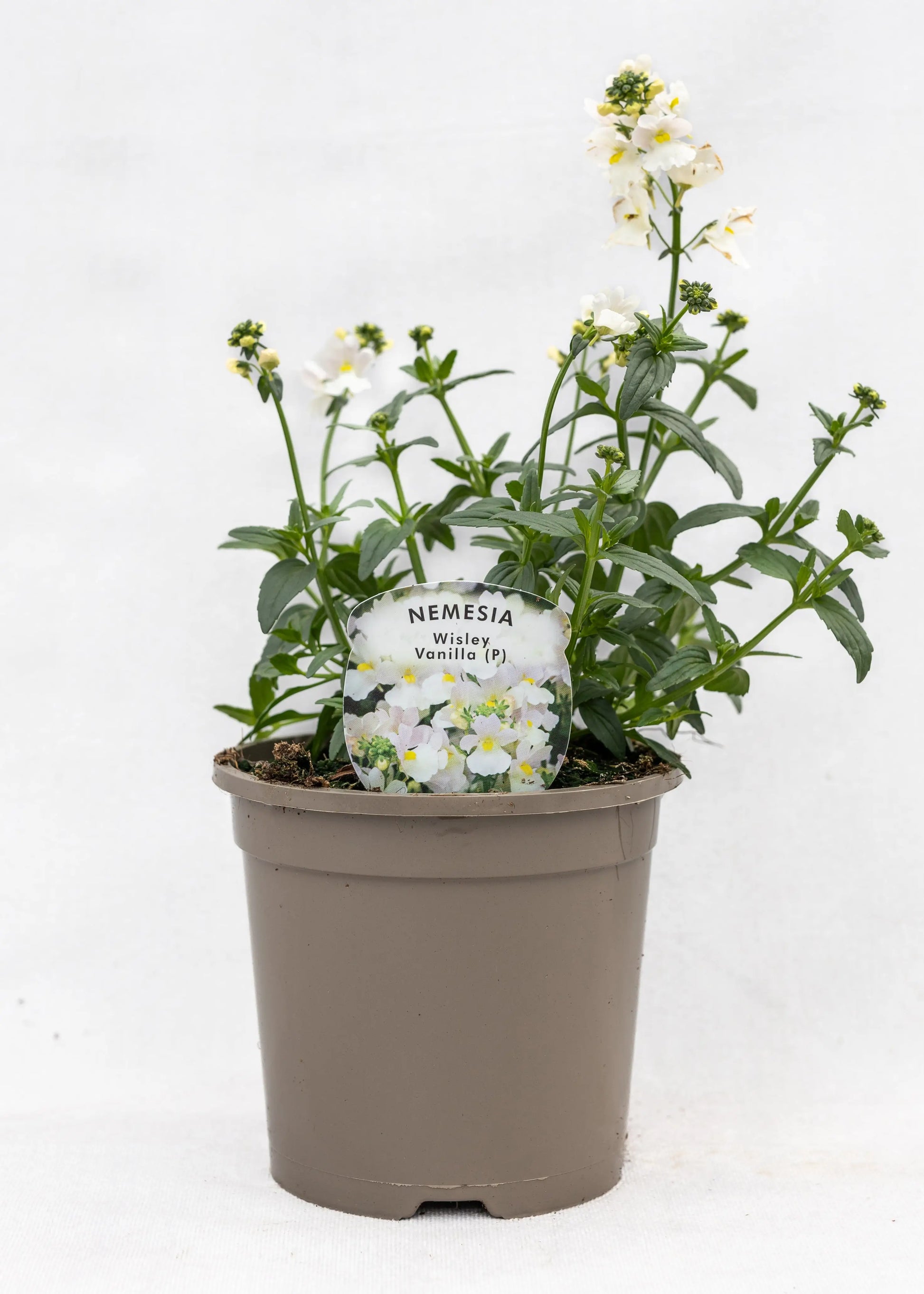 Nemesia 'Wisley Vanilla'