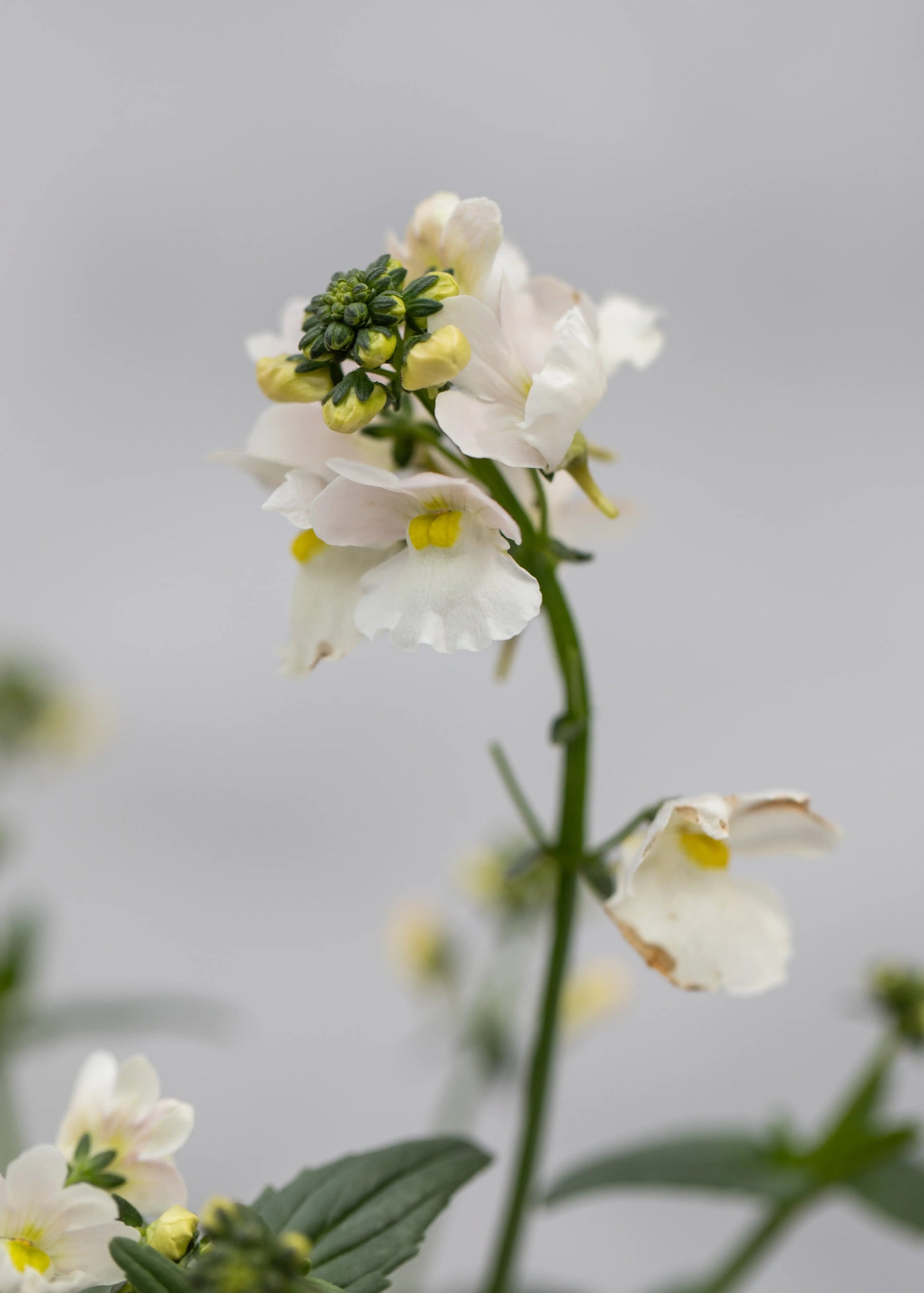 Nemesia 'Wisley Vanilla'