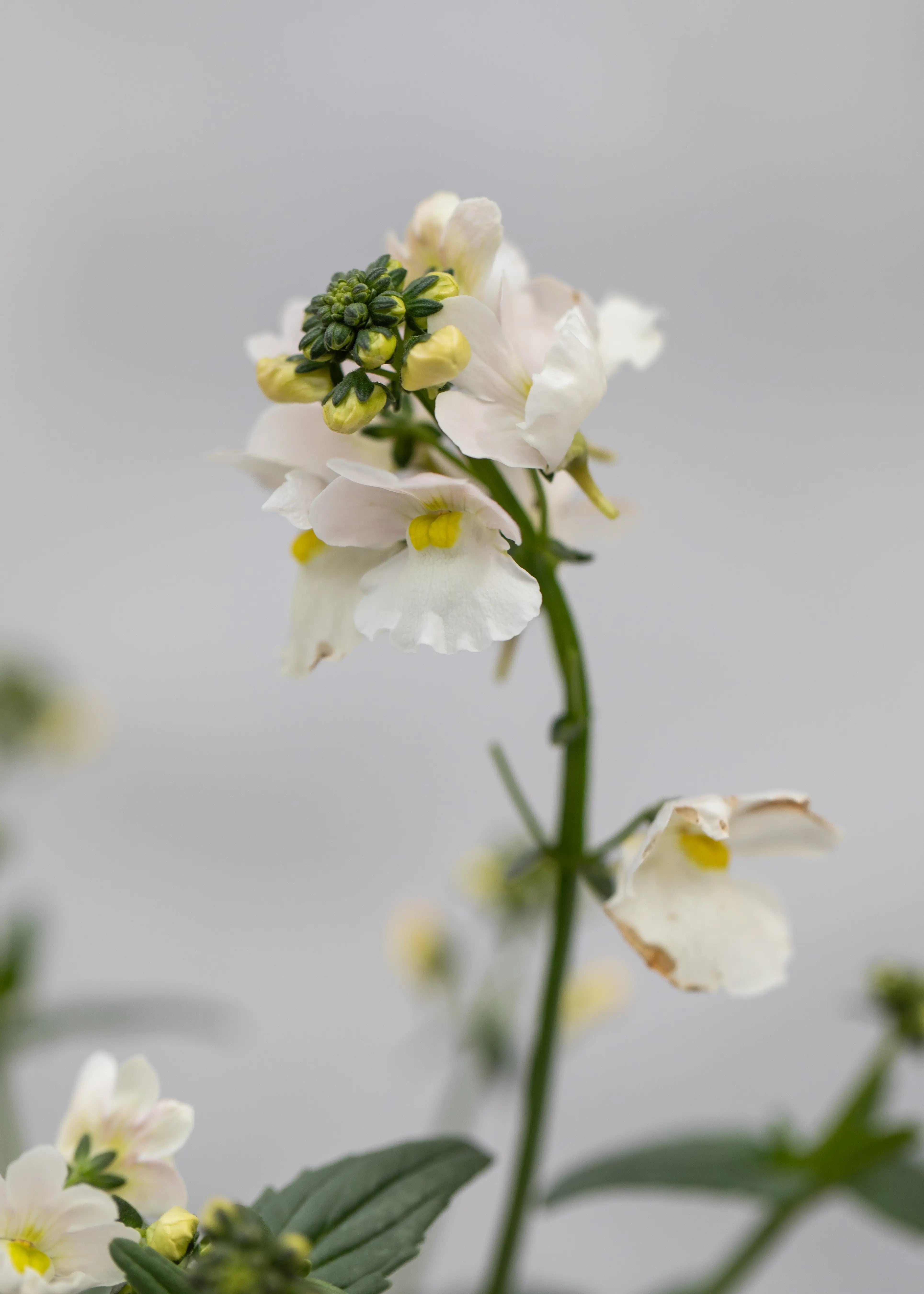 Nemesia 'Wisley Vanilla'