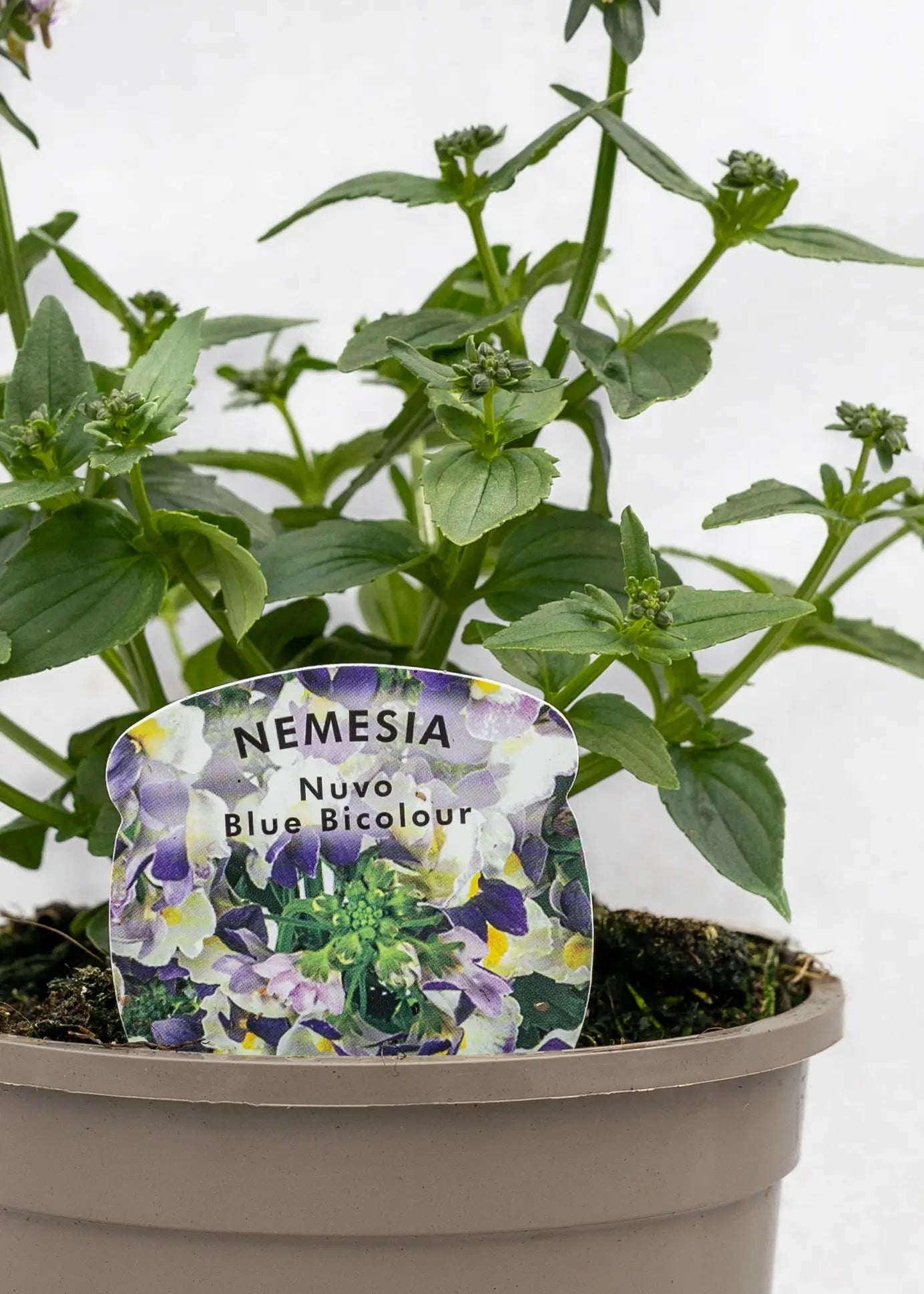 Nemesia 'Nuvo Blue Bicolor'
