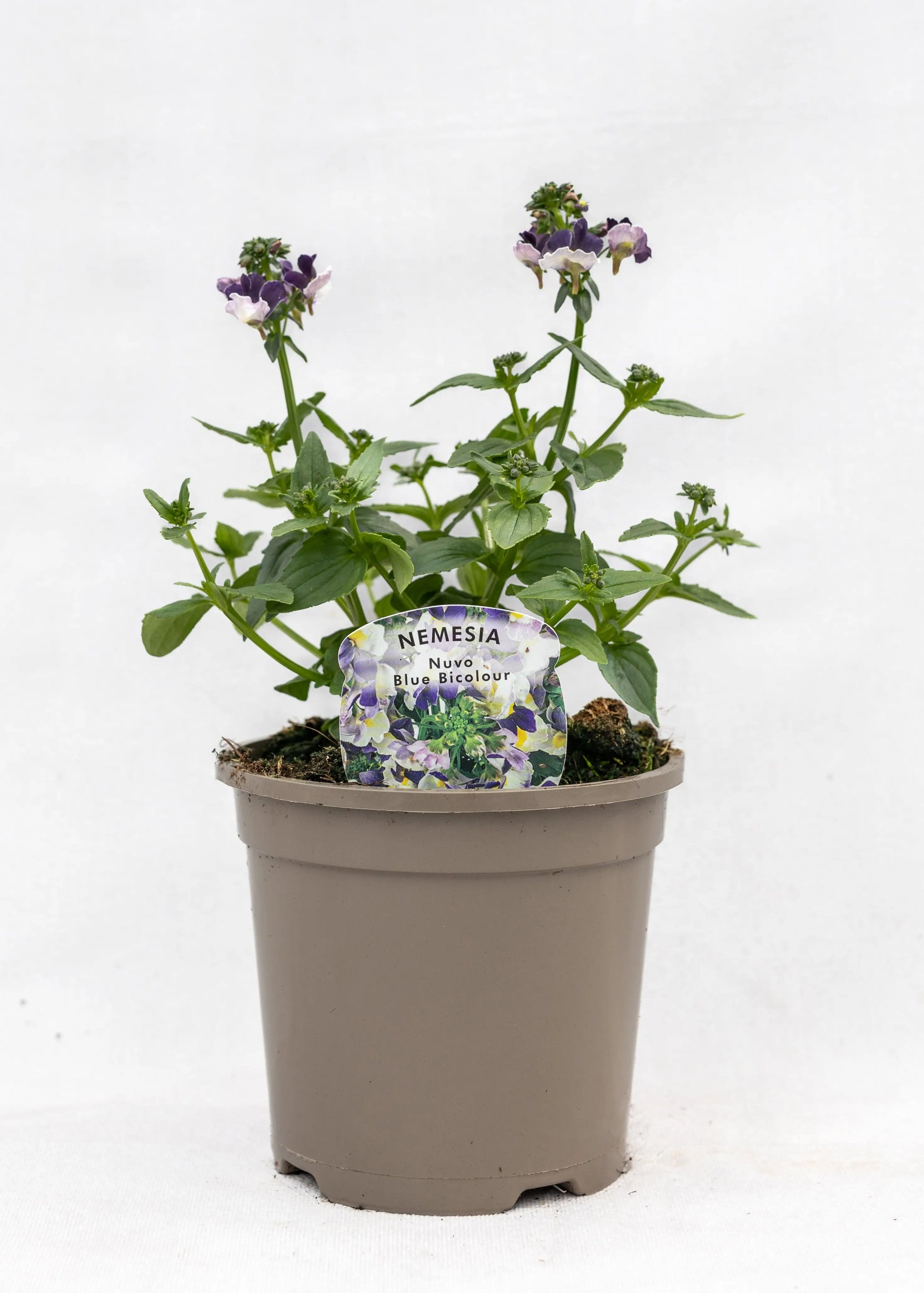 Nemesia 'Nuvo Blue Bicolor'